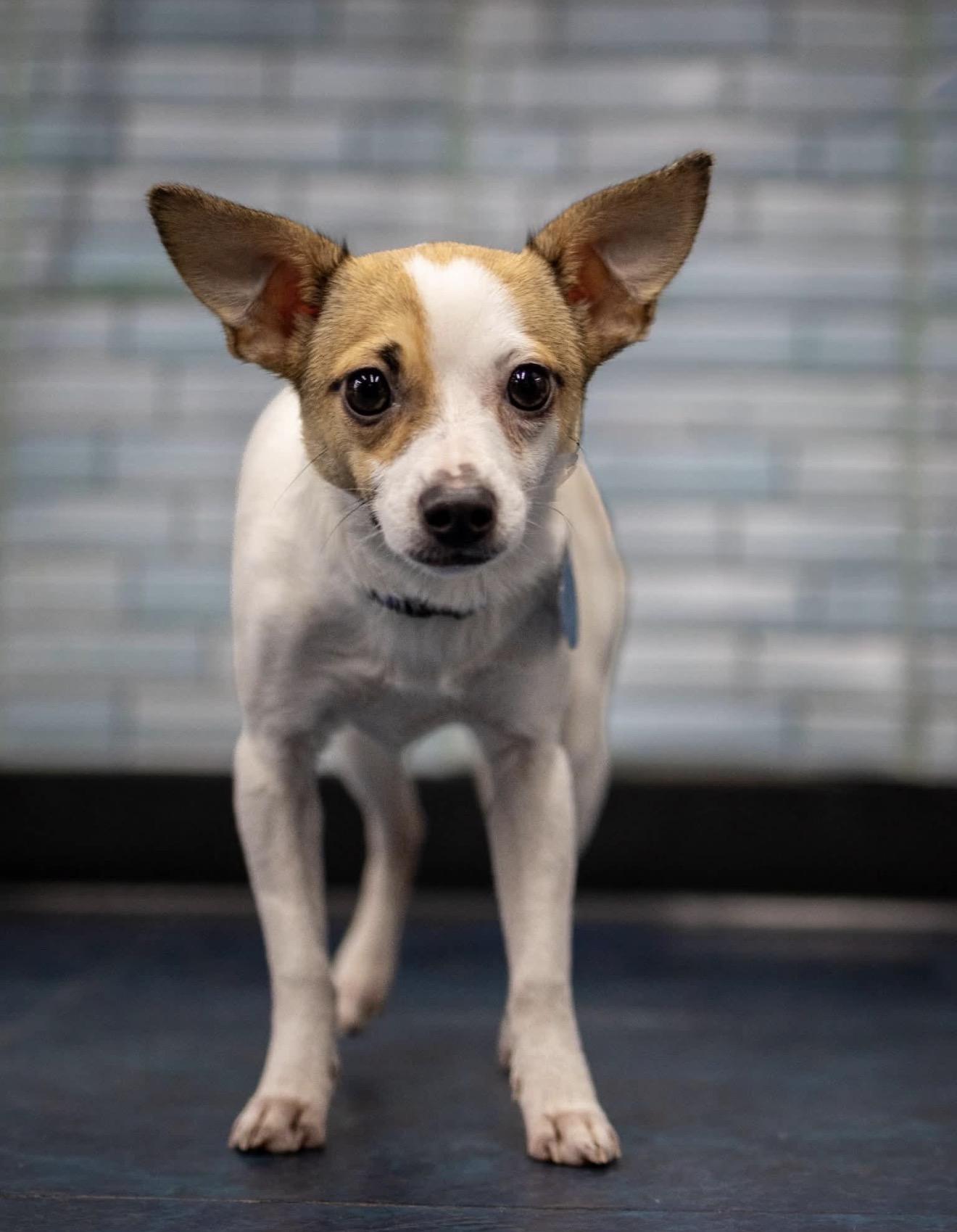 Enlarge Cash, a Adoptable mixed breed in Lake Worth, FL image 6/6