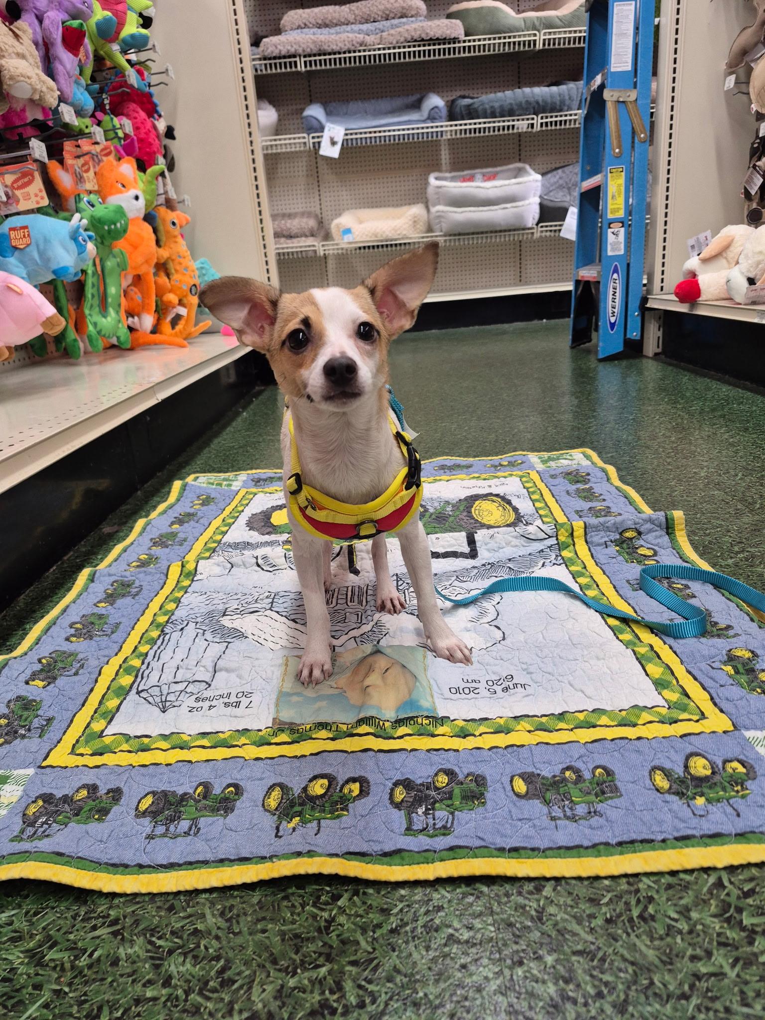 Enlarge Cash, a Adoptable mixed breed in Lake Worth, FL image 2/6