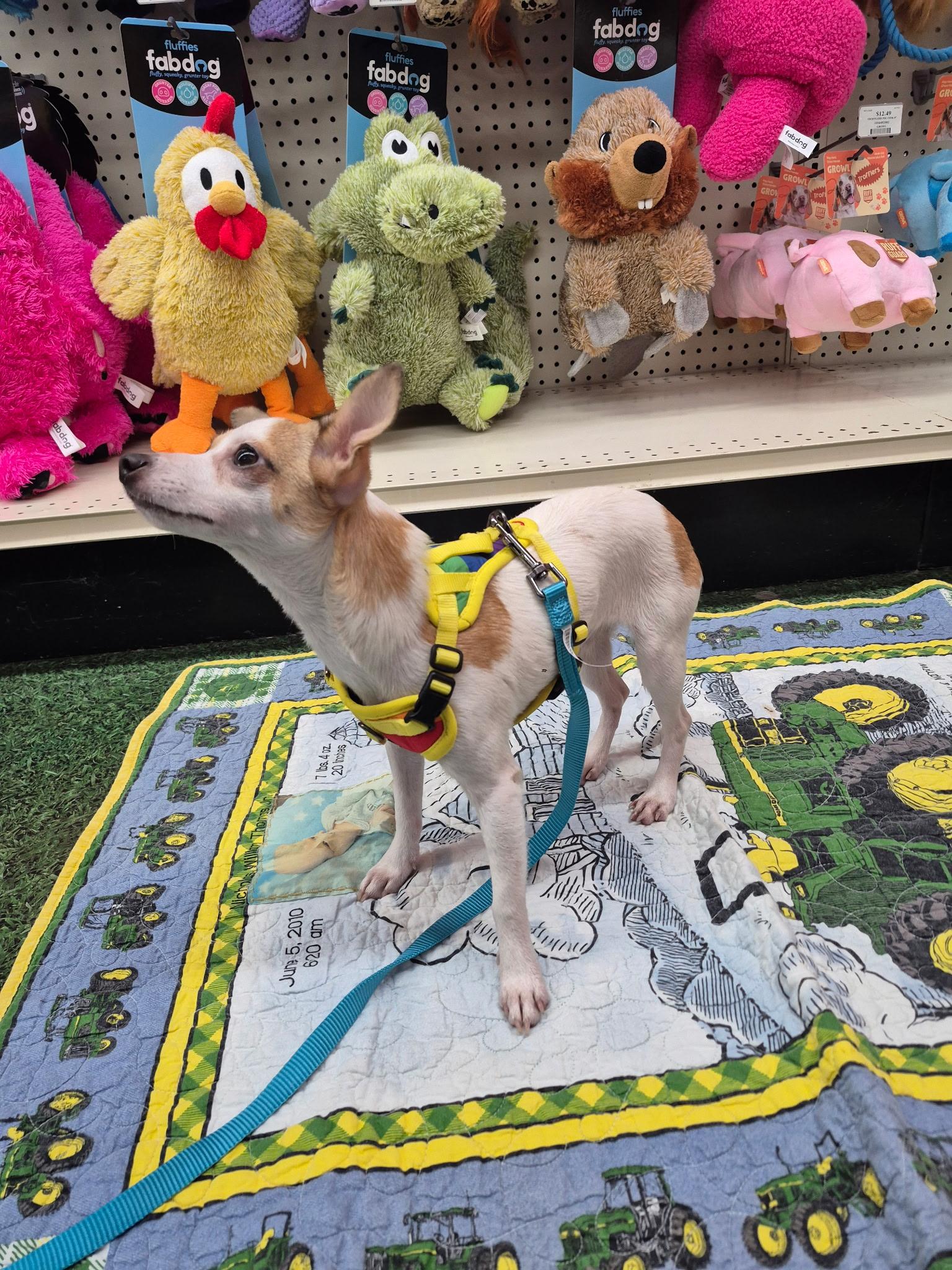 Enlarge Cash, a Adoptable mixed breed in Lake Worth, FL image 6/6