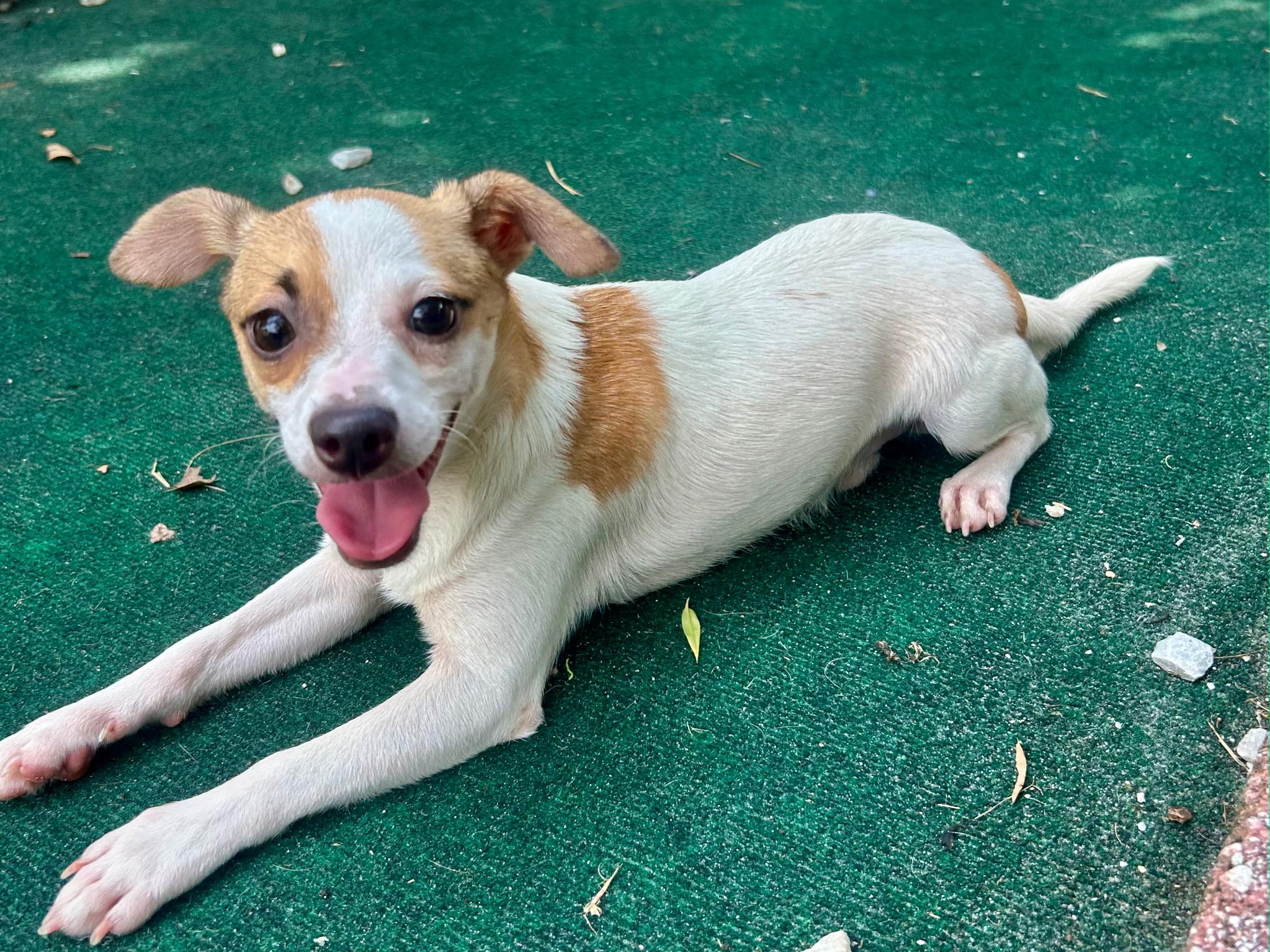 Enlarge Cash, a Adoptable mixed breed in Lake Worth, FL image 4/6