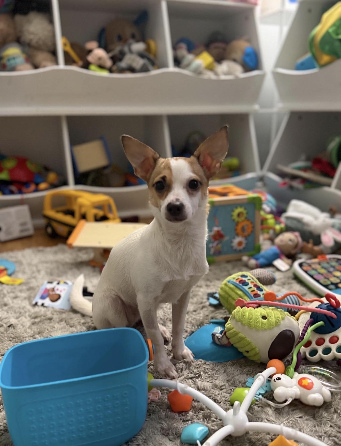Enlarge Cash, a Adoptable mixed breed in Lake Worth, FL image 5/6