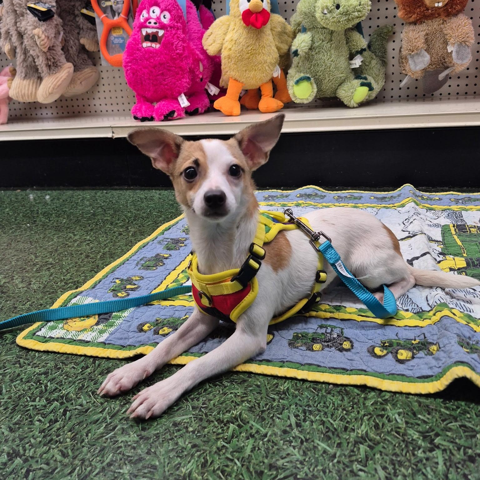 Cash, Adoptable, Puppy Male Chihuahua.