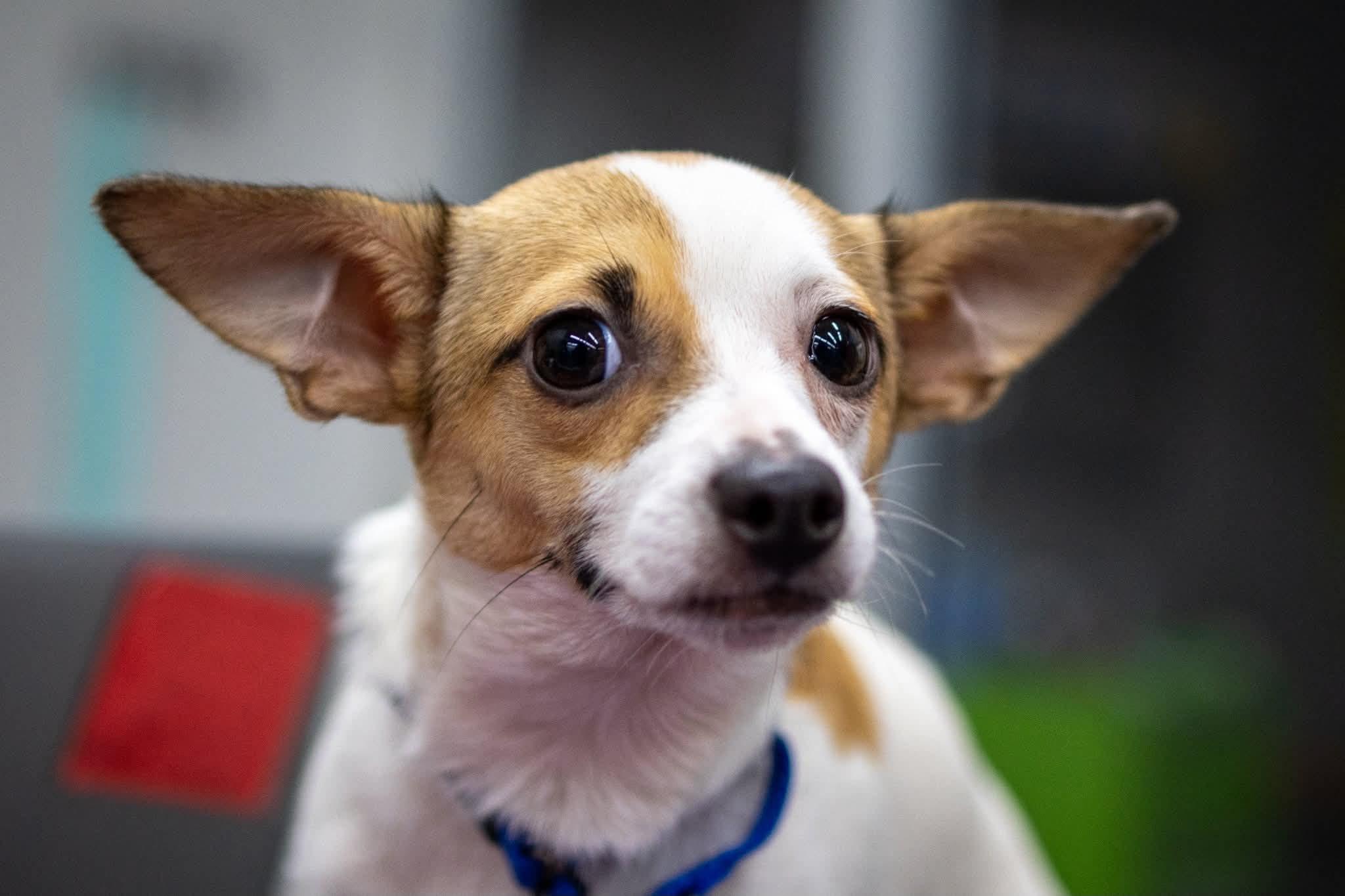 Enlarge Cash, a Adoptable mixed breed in Lake Worth, FL image 2/6