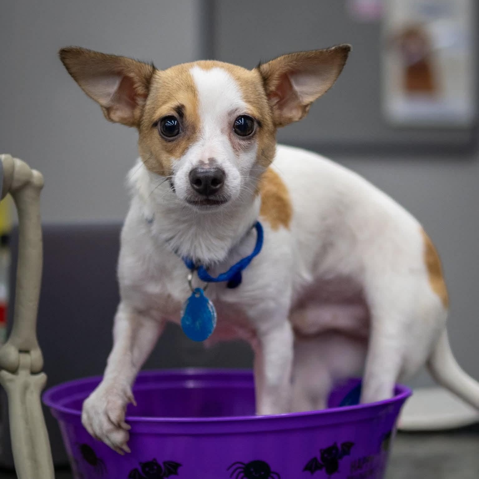 Cash, Adoptable, Puppy Male Chihuahua.