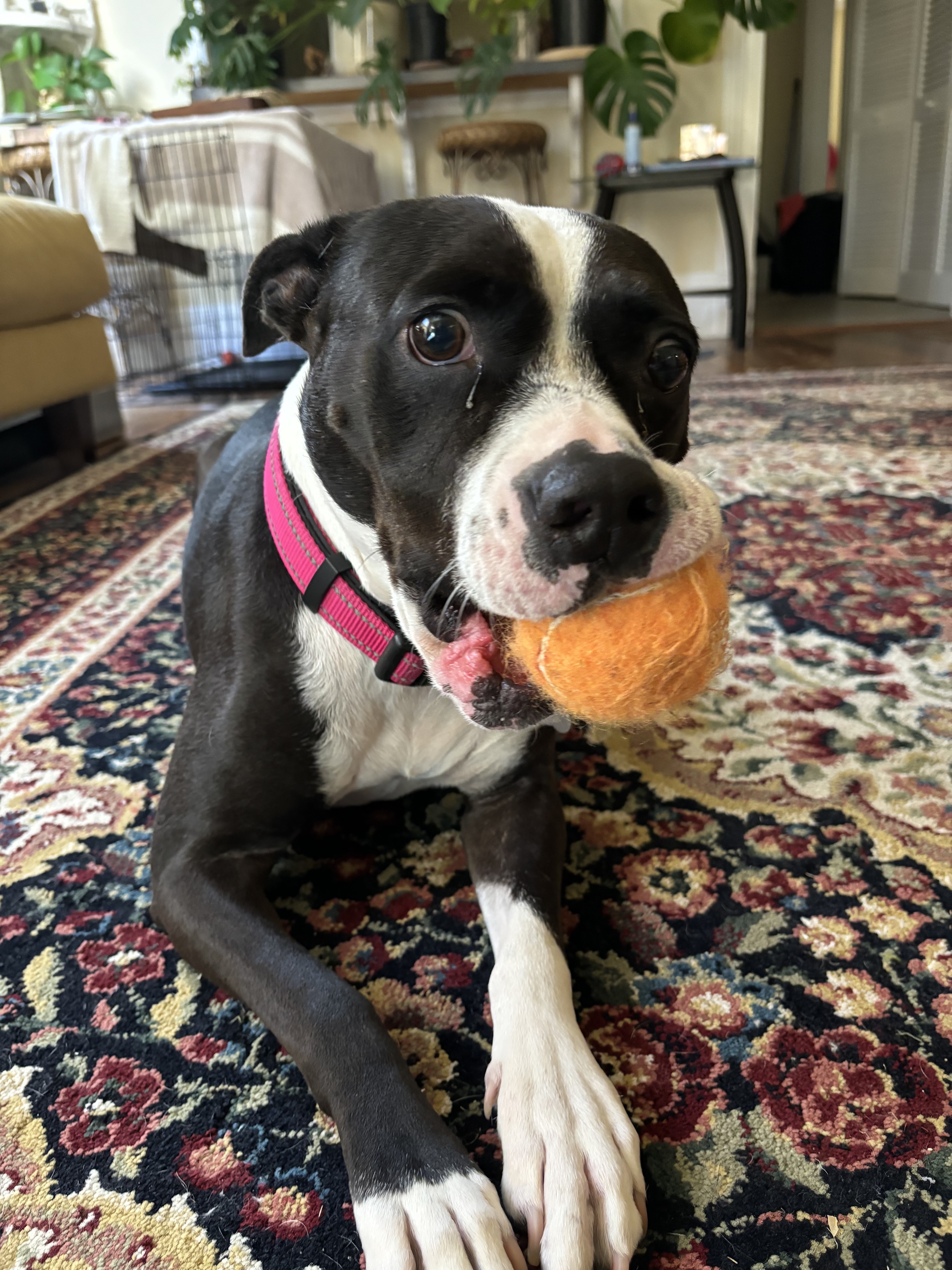 Brooklyn, a Adoptable mixed breed in Water Valley, MS image 6/6