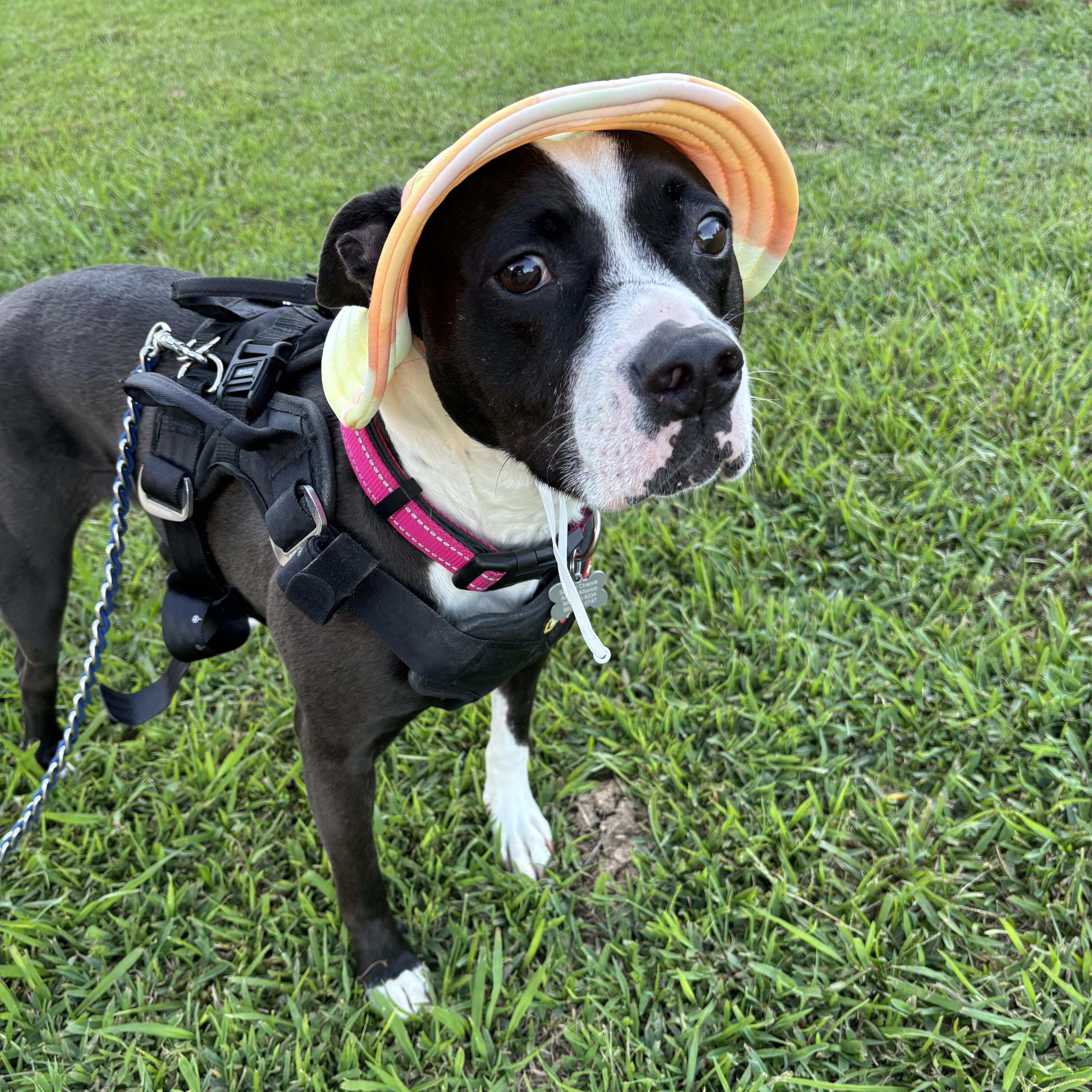 Brooklyn, a Adoptable mixed breed in Water Valley, MS image 1/6