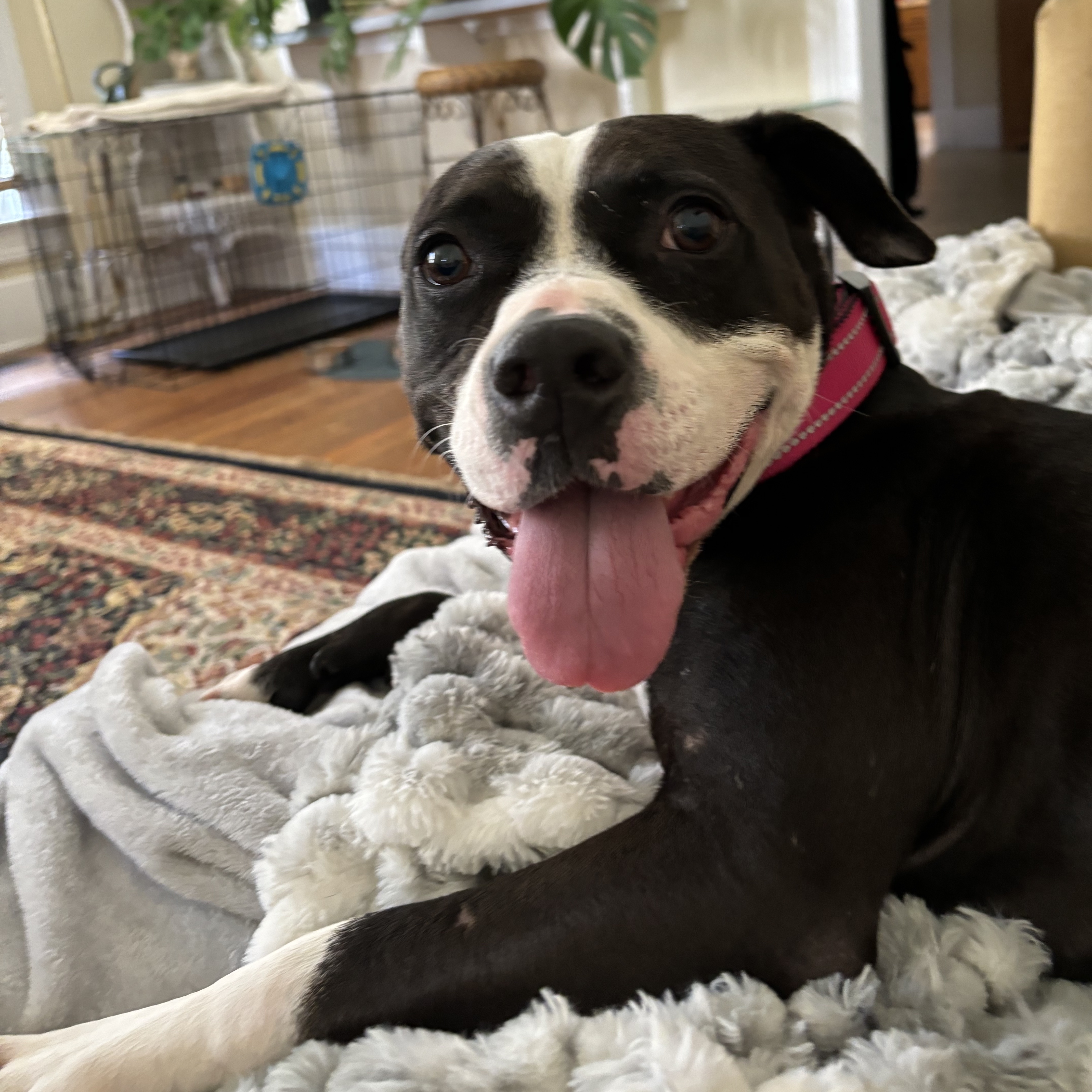 Brooklyn, a Adoptable mixed breed in Water Valley, MS image 2/6