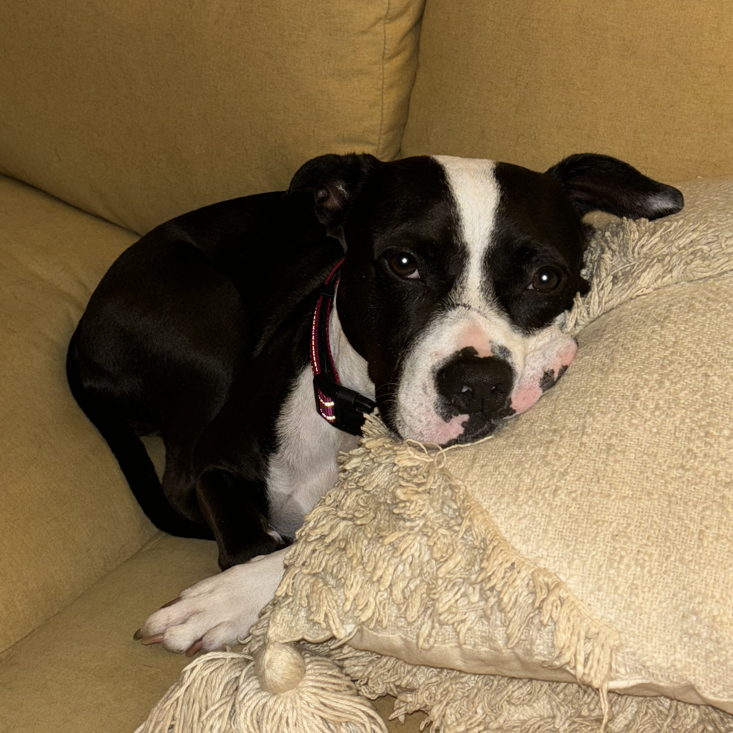 Brooklyn, a Adoptable mixed breed in Water Valley, MS image 3/6