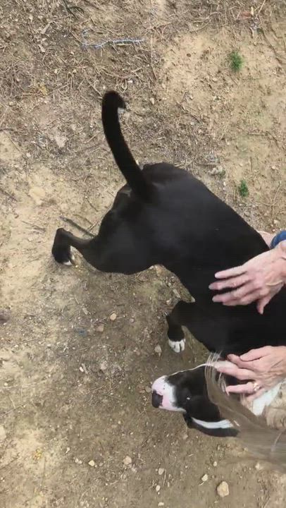 Brooklyn, an adoptable American Staffordshire Terrier & American Bully Mix in Water Valley, MS_image-1