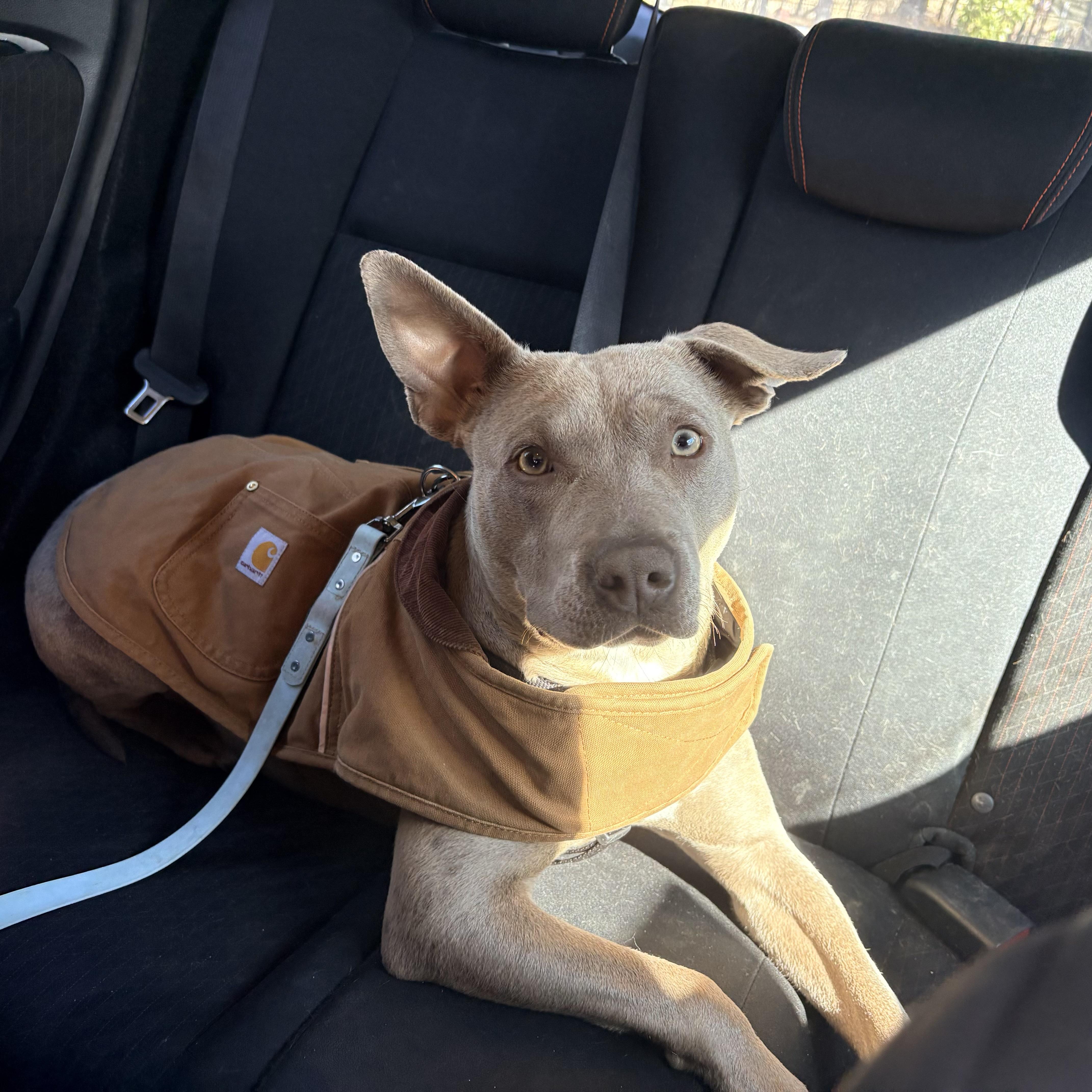 Hazel — thumbnail 2