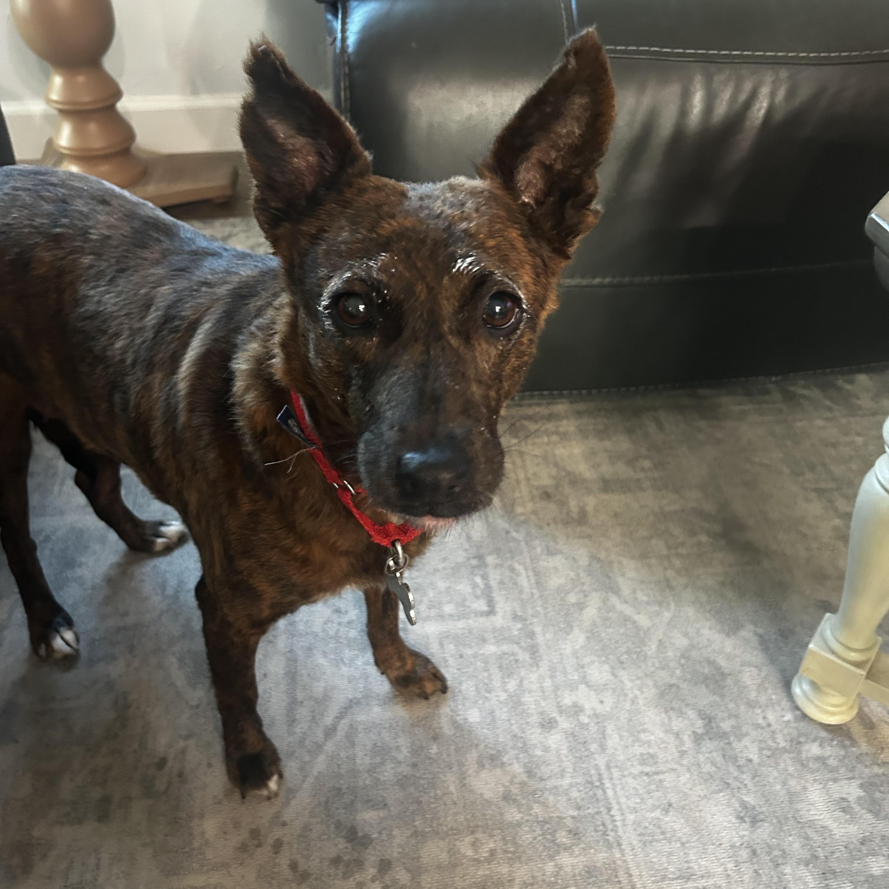 Enlarge Aloha, a ADOPTABLE mixed breed in San Diego, CA image 3/6