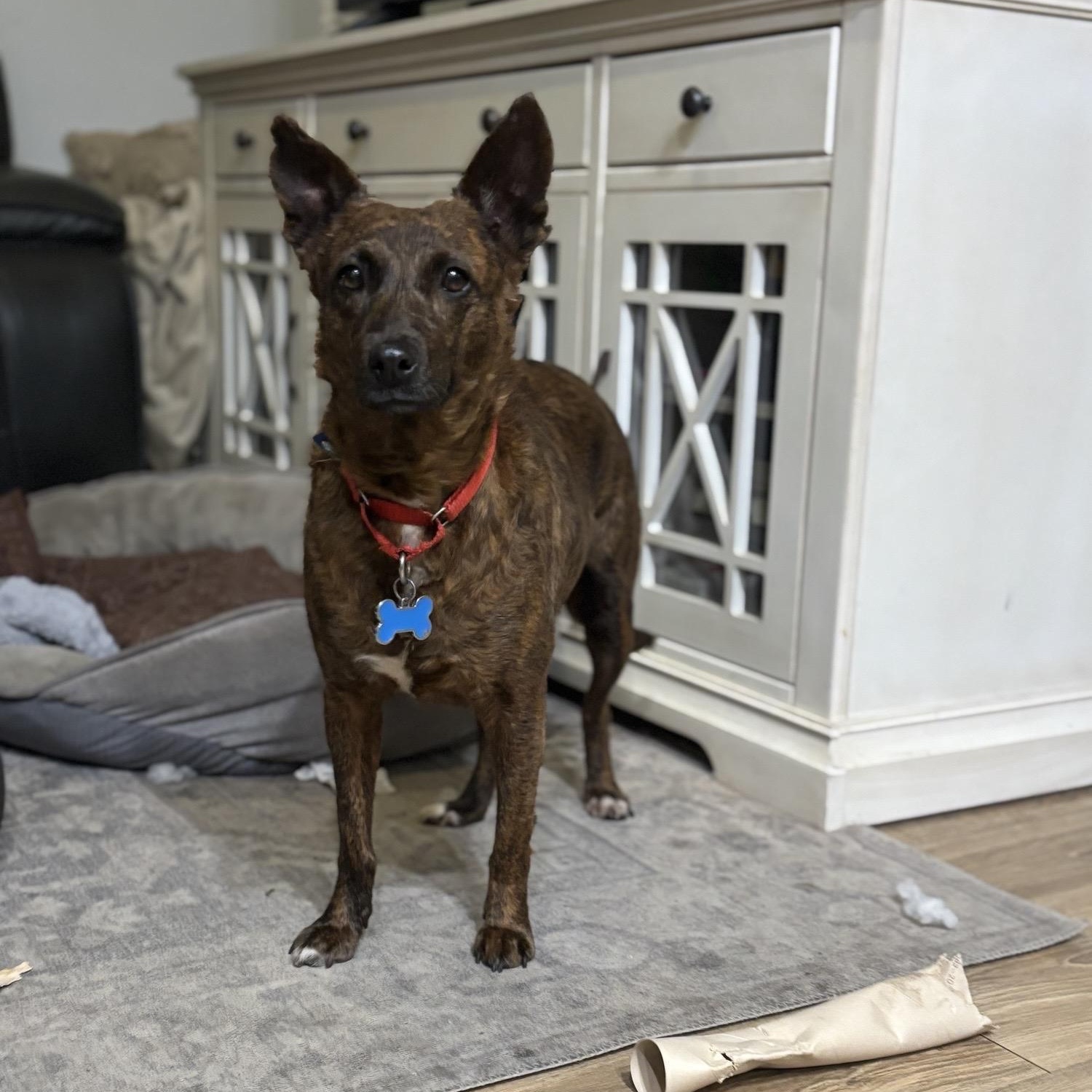 Enlarge Aloha, a ADOPTABLE mixed breed in San Diego, CA image 1/6