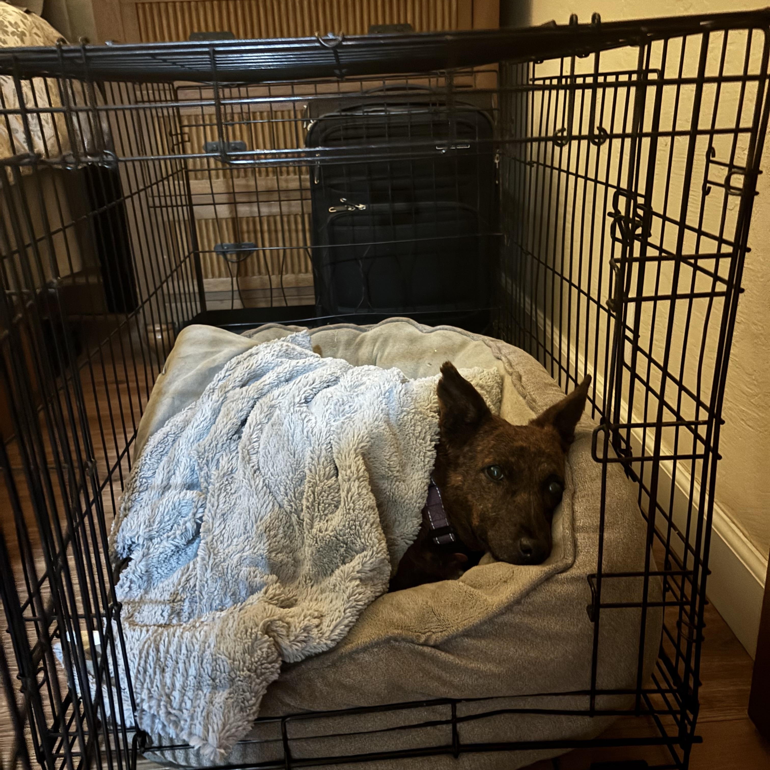 Enlarge Aloha, a ADOPTABLE mixed breed in San Diego, CA image 5/6