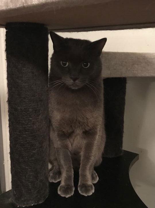 Amun, Adoptable, Adult Male Domestic Short Hair.