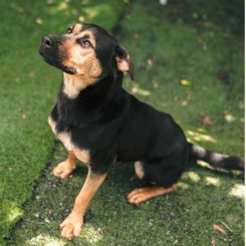 Enlarge Daisy, a Adoptable mixed breed in Hartsville , TN image 1/4