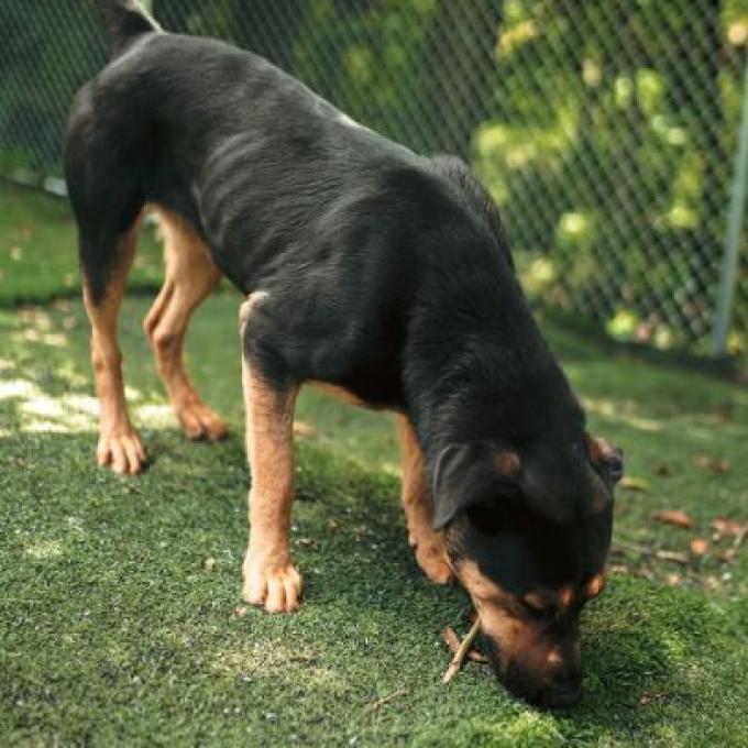 Enlarge Daisy, a Adoptable mixed breed in Hartsville , TN image 2/4