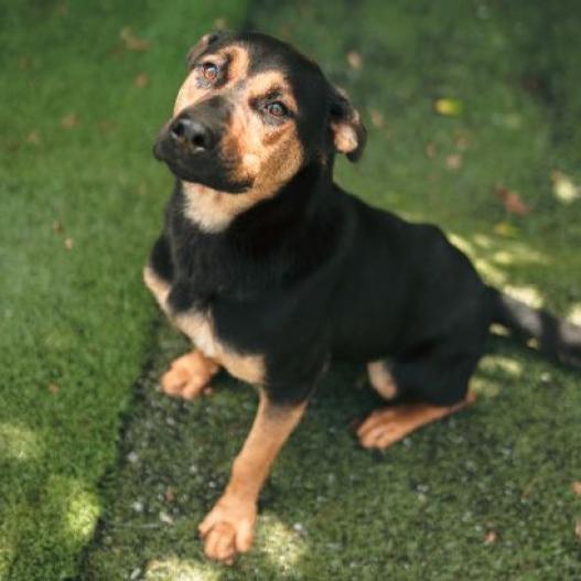 Enlarge Daisy, a Adoptable mixed breed in Hartsville , TN image 4/4