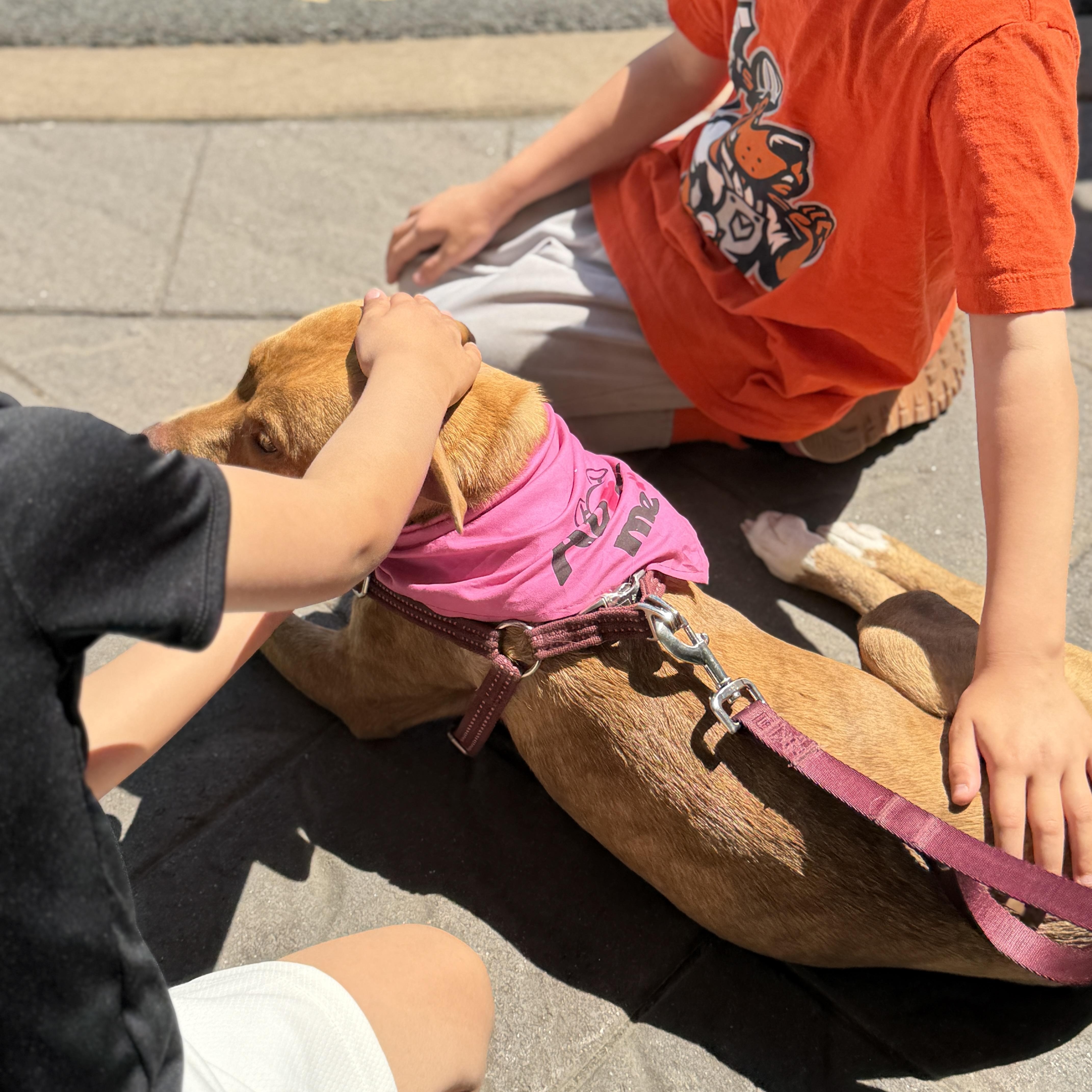 Enlarge Caramel, a Adoptable mixed breed in Chatham, NJ image 5/6