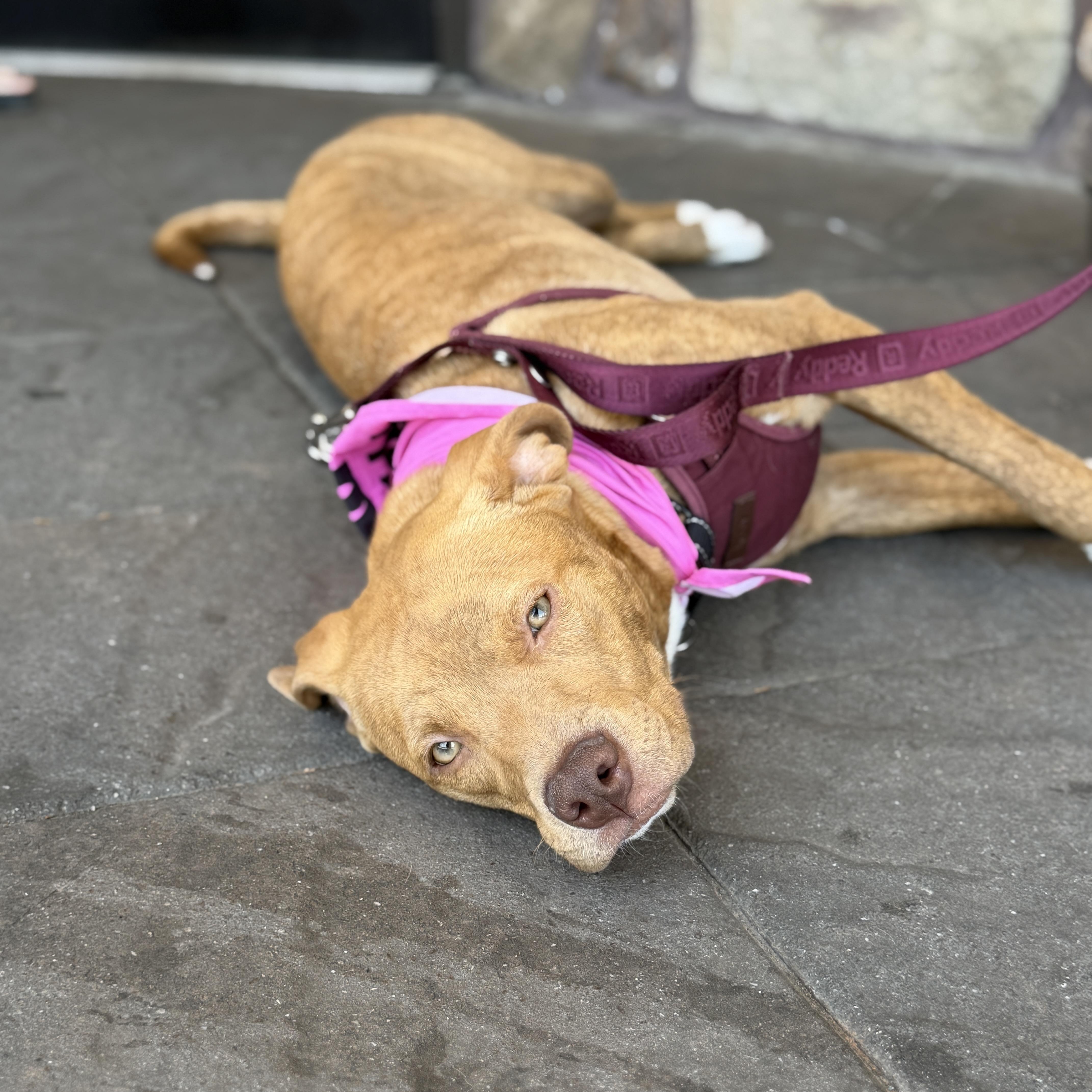 Enlarge Caramel, a Adoptable mixed breed in Chatham, NJ image 1/6