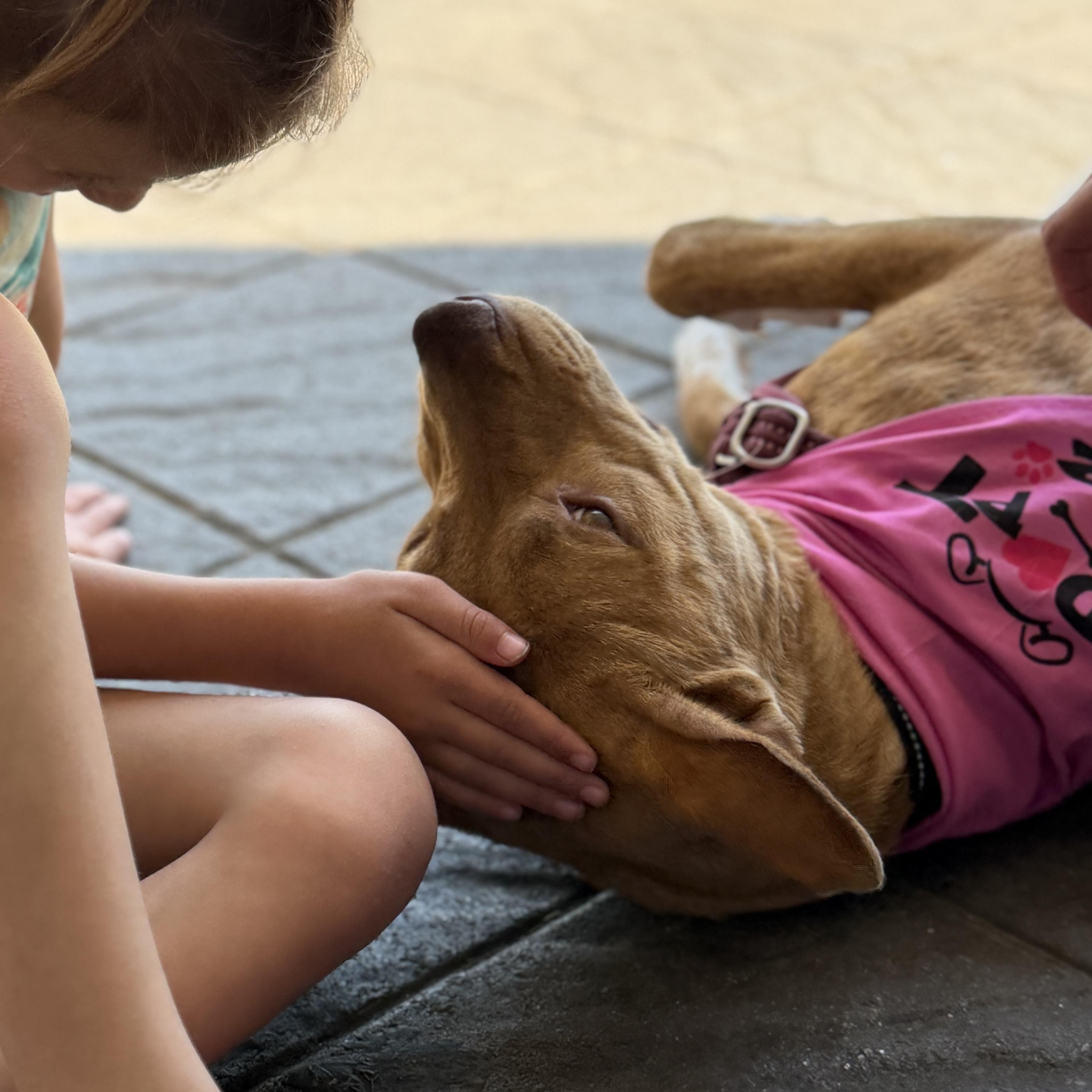 Enlarge Caramel, a Adoptable mixed breed in Chatham, NJ image 6/6