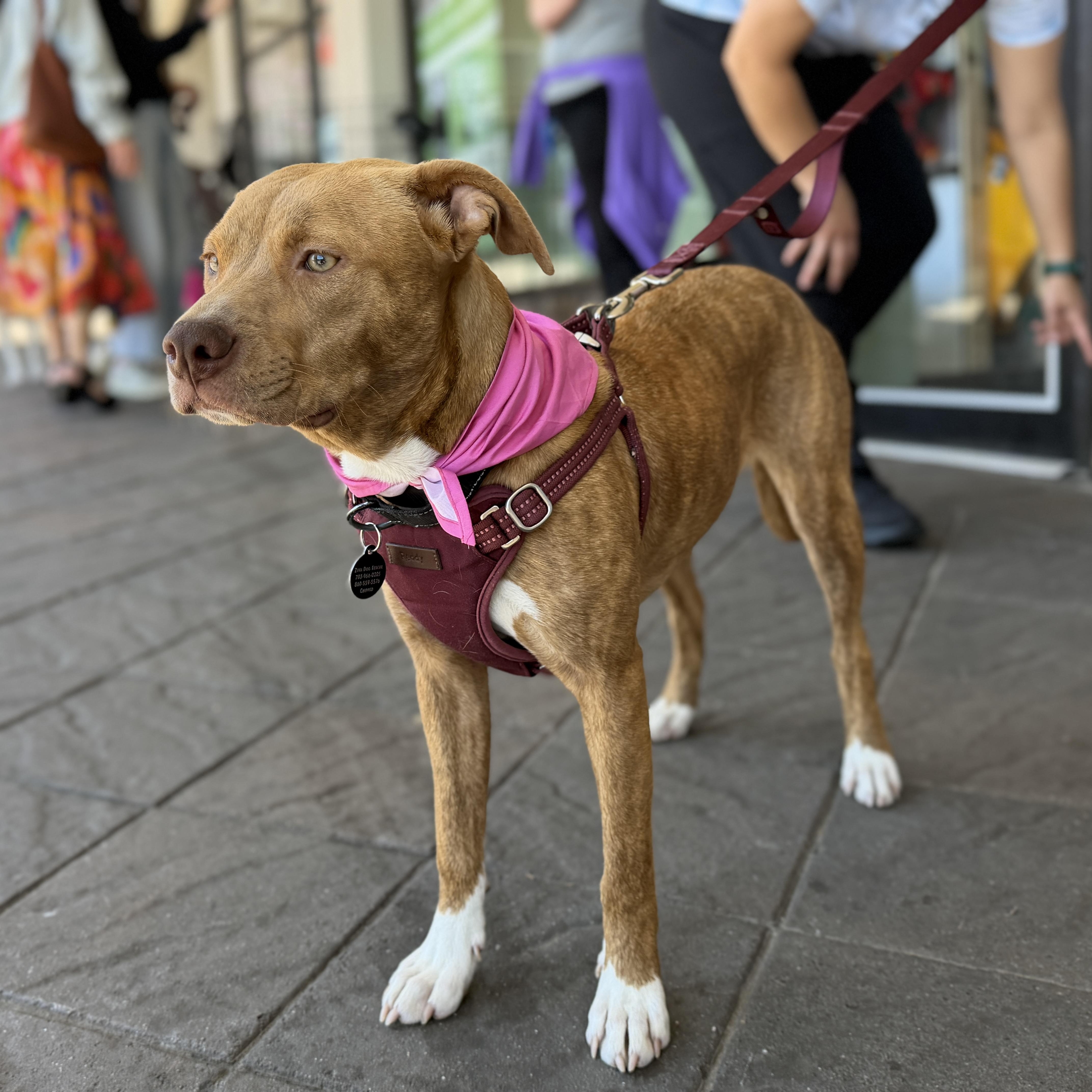 Enlarge Caramel, a Adoptable mixed breed in Chatham, NJ image 4/6