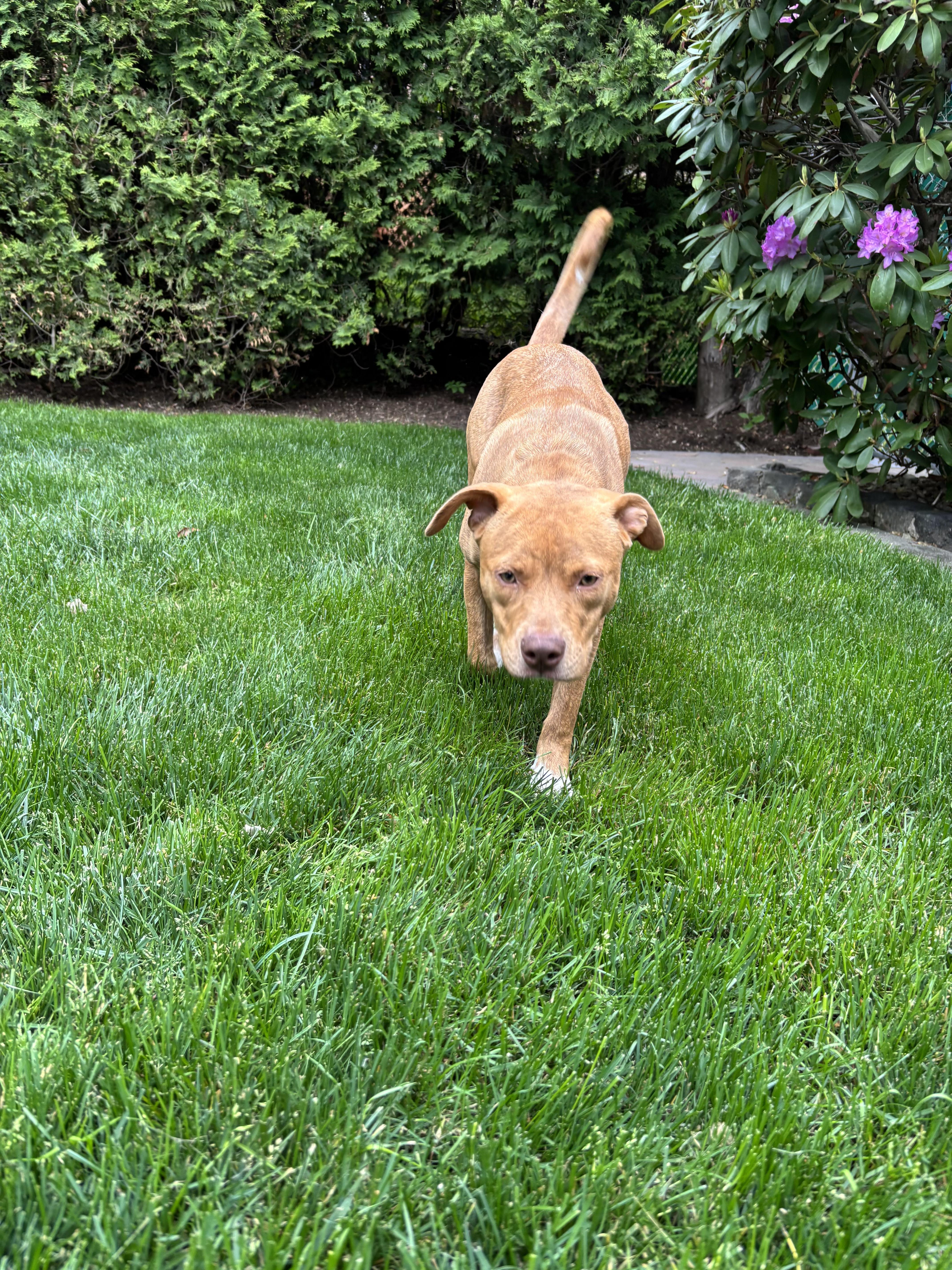 Enlarge Caramel, a Adoptable mixed breed in Chatham, NJ image 2/6