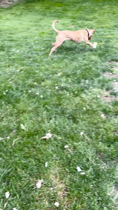Enlarge Caramel, a Adoptable mixed breed in Chatham, NJ video 3/6