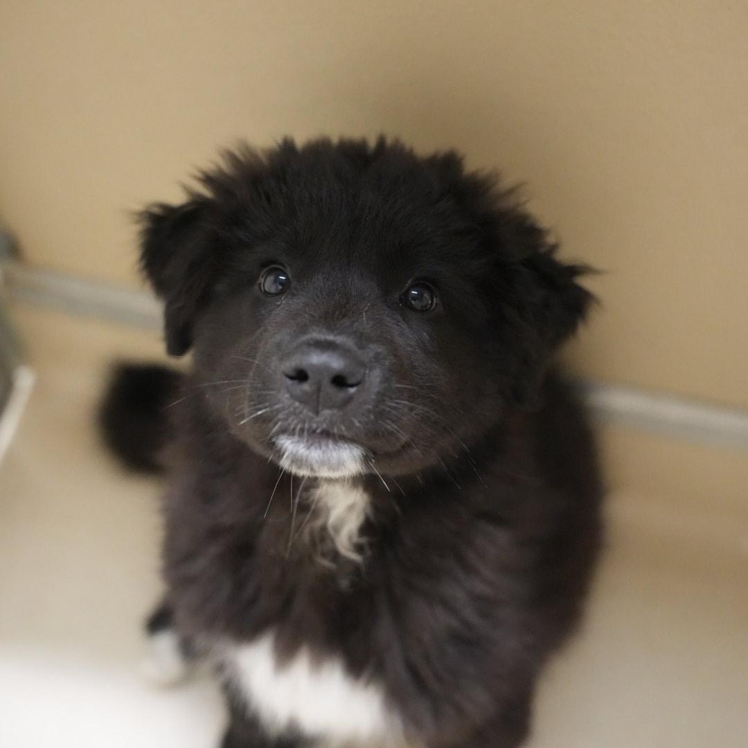 Denali, ADOPTABLE, Puppy Female Border Collie.