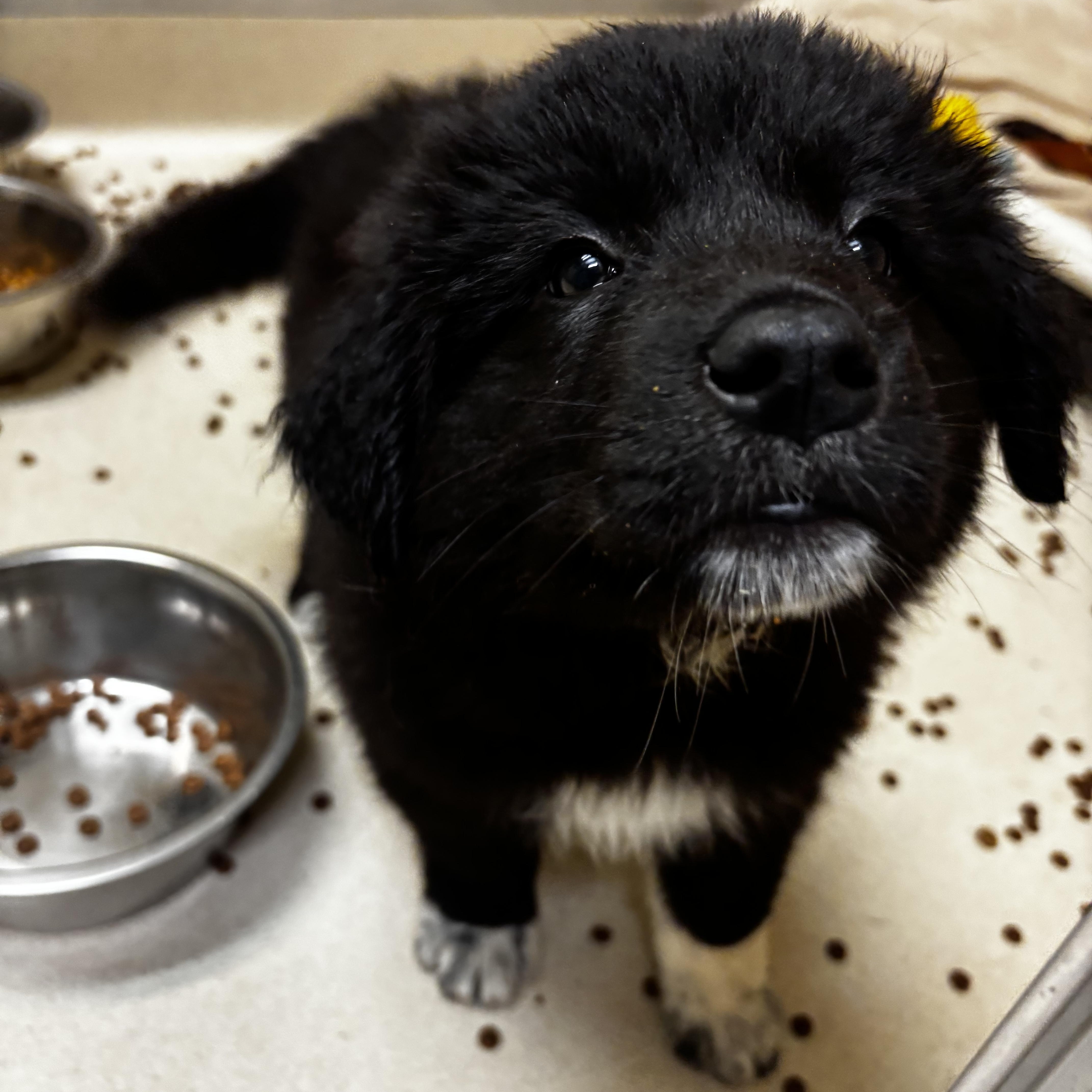 Denali, a ADOPTABLE Border Collie in Dodgeville, WI image 2/2
