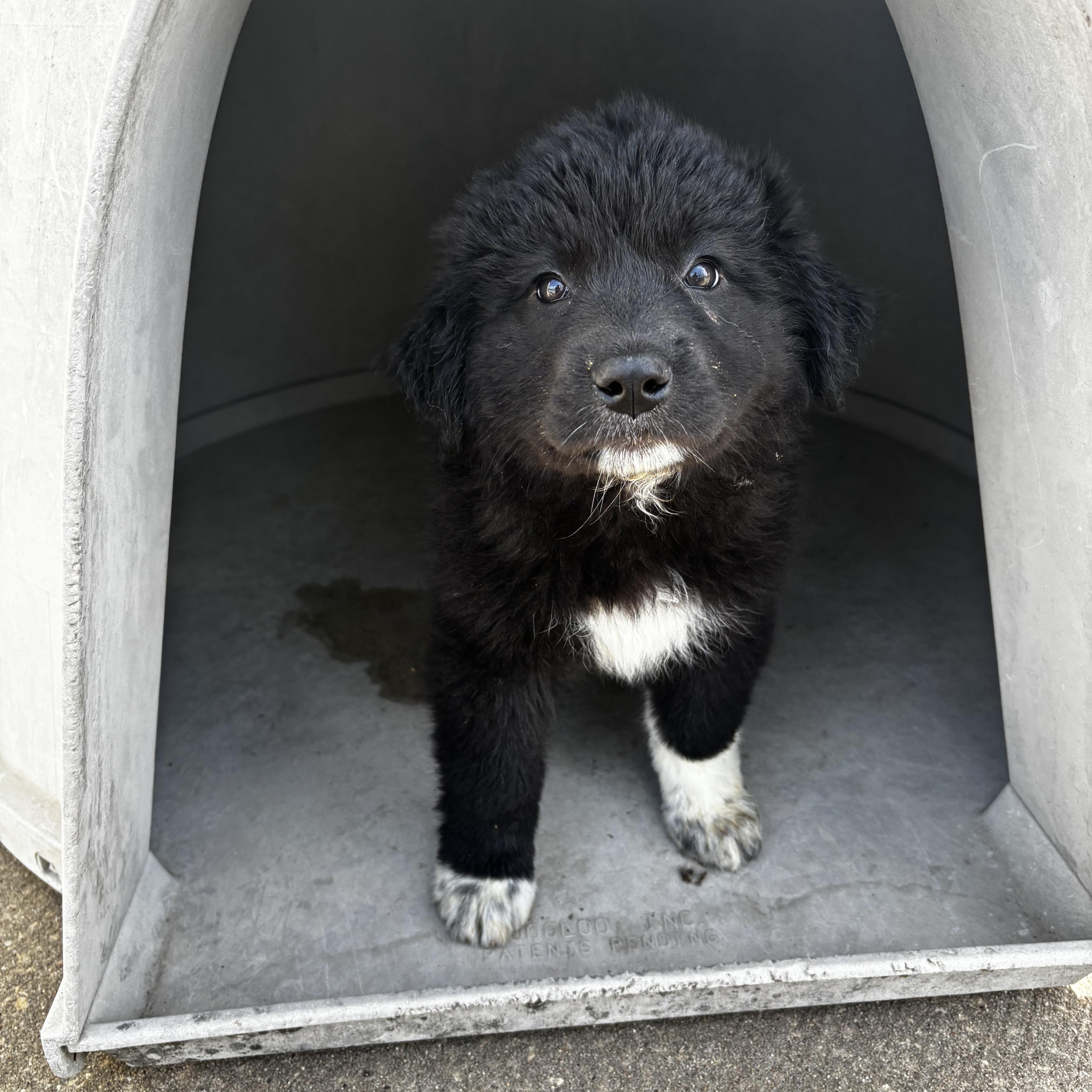 Denali, ADOPTABLE, Puppy Female Border Collie.