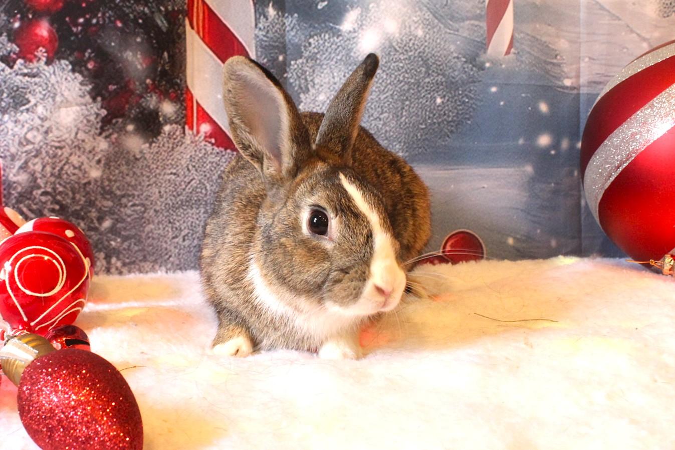 Enlarge Brock, a Adoptable American in Hillside, NJ image 2/5