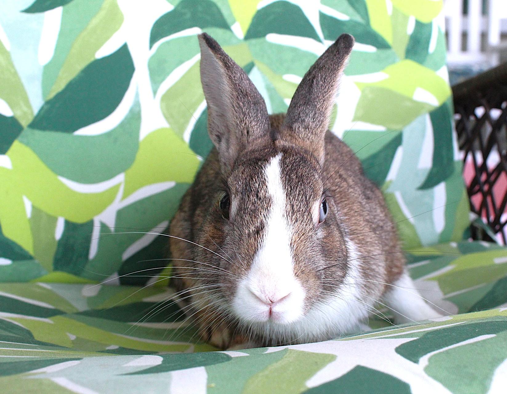 Enlarge Brock, a Adoptable American in Hillside, NJ image 4/5