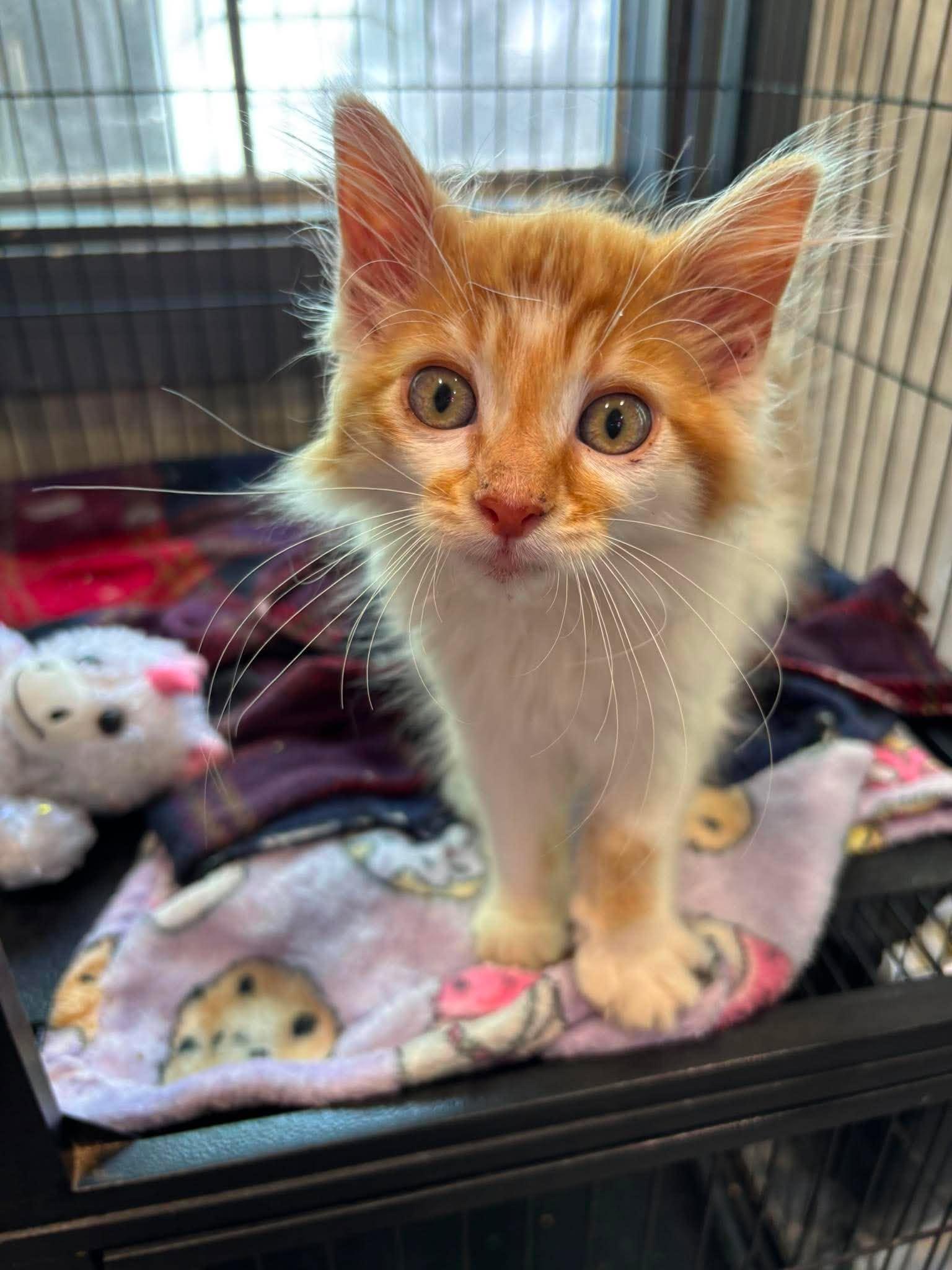 TOASTED MARSHMALLOW, an adopted Domestic Long Hair in Tillsonburg, ON image 1/2