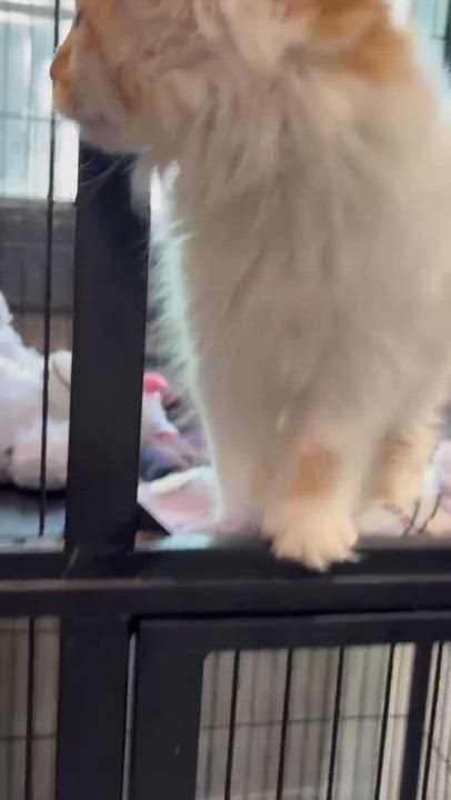 Enlarge TOASTED MARSHMALLOW, an adopted Domestic Long Hair in Tillsonburg, ON video 2/2