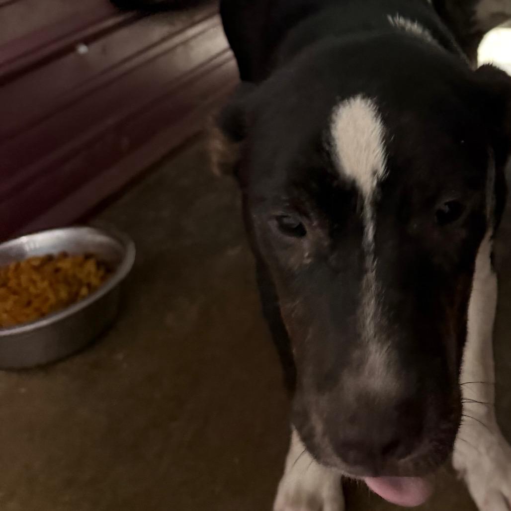 Willow, Adoptable, Young Female Pit Bull Terrier.