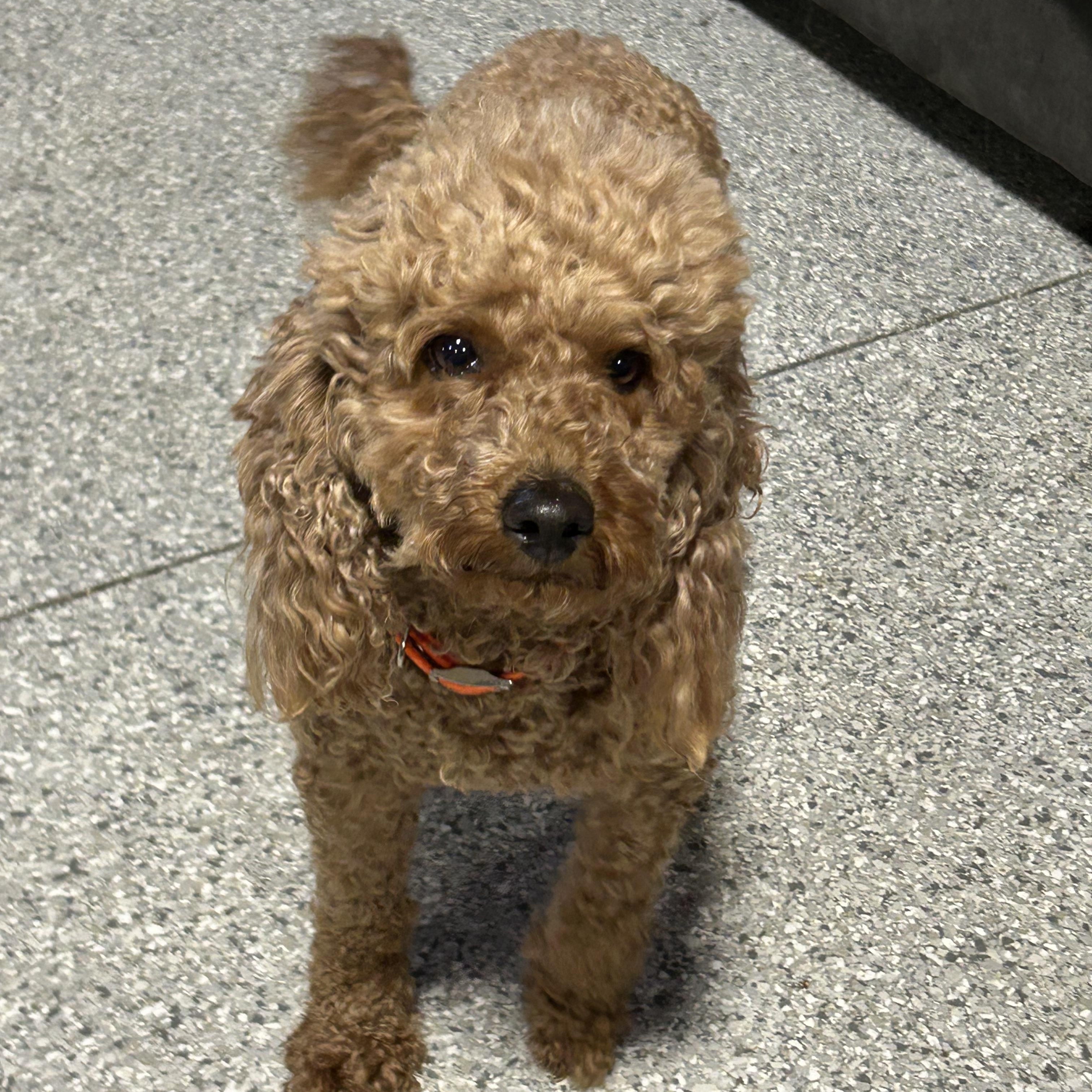 Enlarge Mandy. Mini. , a Adoptable mixed breed in Antwerp, OH image 3/5