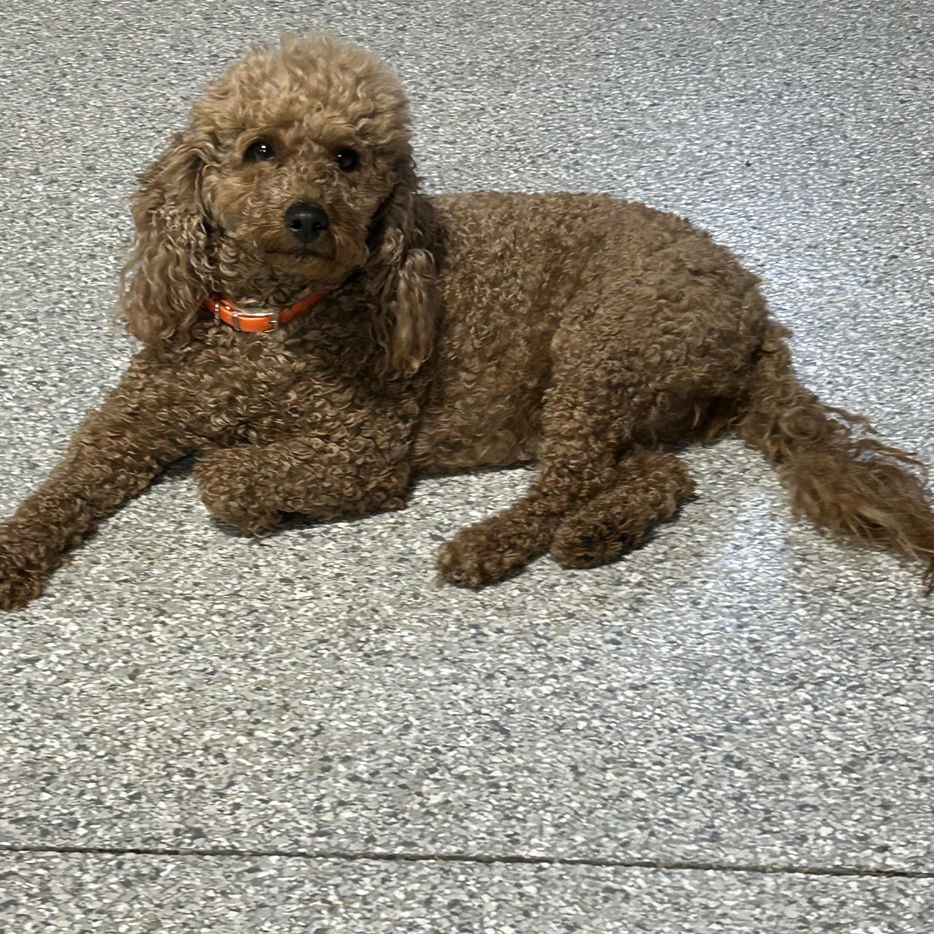 Mandy. Mini. , Adoptable, Adult Female Goldendoodle & Miniature Poodle.