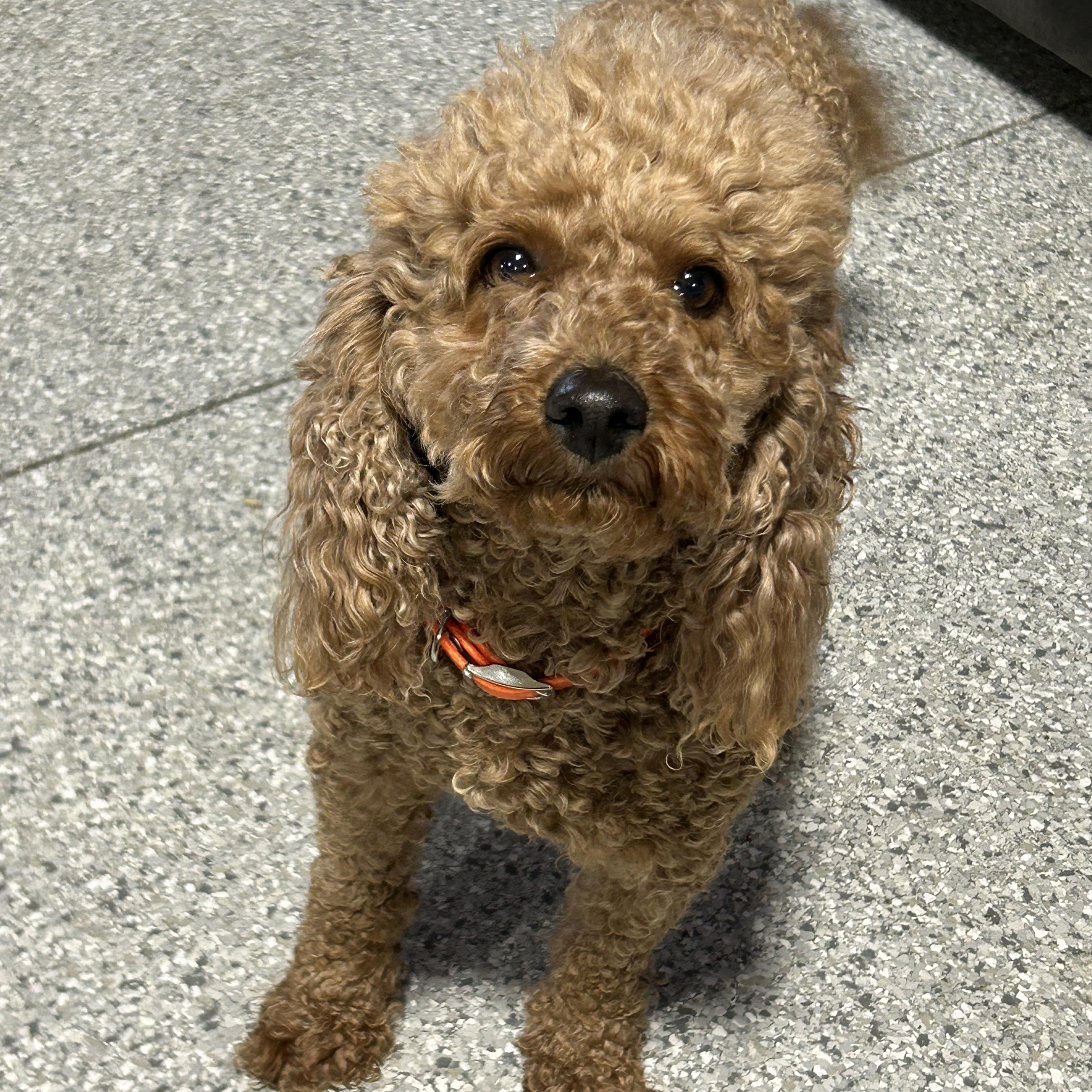 Enlarge Mandy. Mini. , a Adoptable mixed breed in Antwerp, OH image 2/5