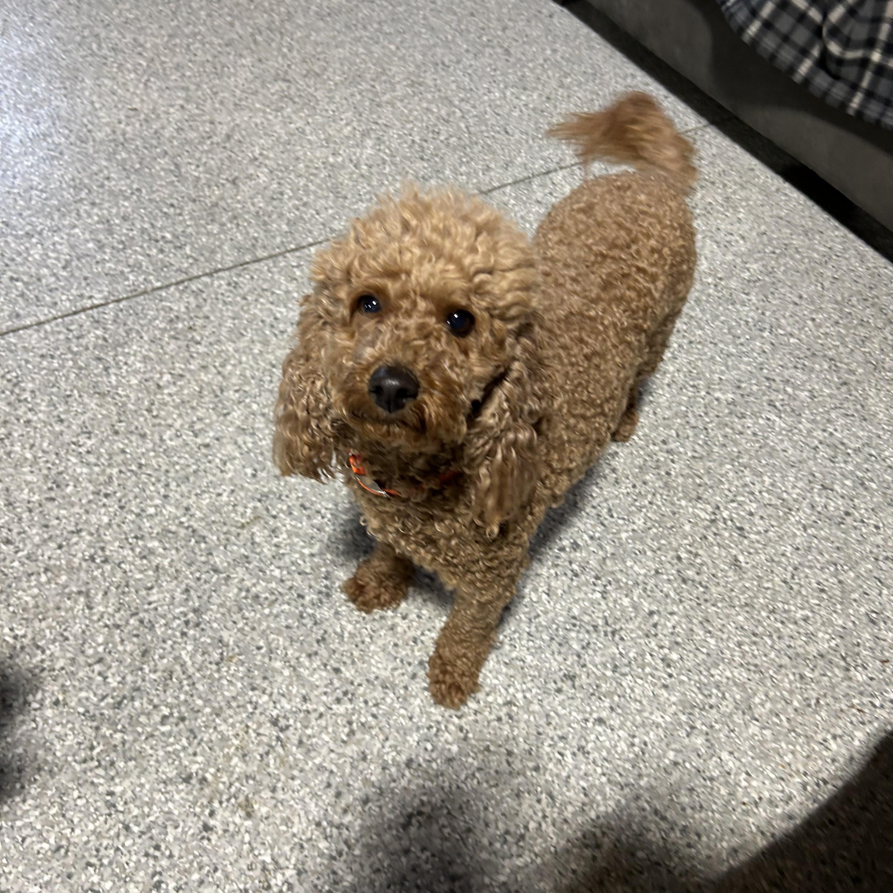 Enlarge Mandy. Mini. , a Adoptable mixed breed in Antwerp, OH image 4/5