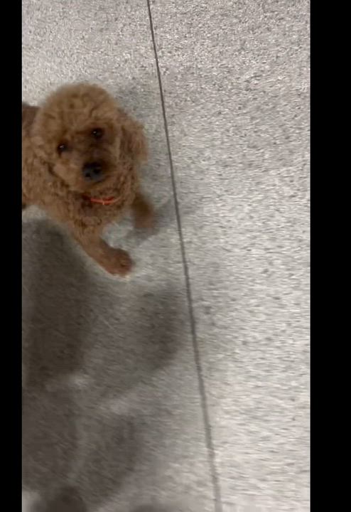 Enlarge Mandy. Mini. , a Adoptable mixed breed in Antwerp, OH video 5/5