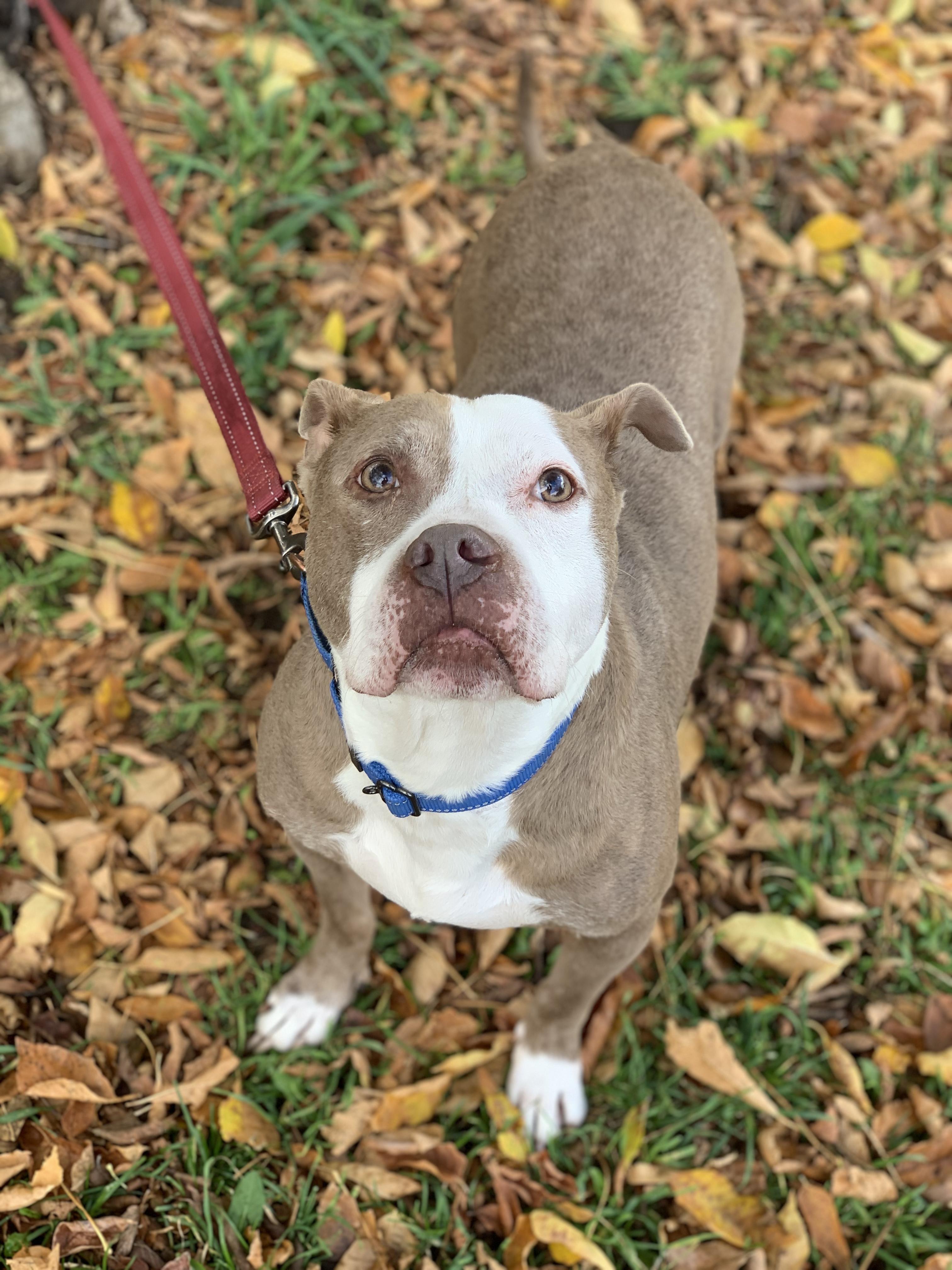 Frank *FOSTER*, Adoptable, Adult Male Mixed Breed.