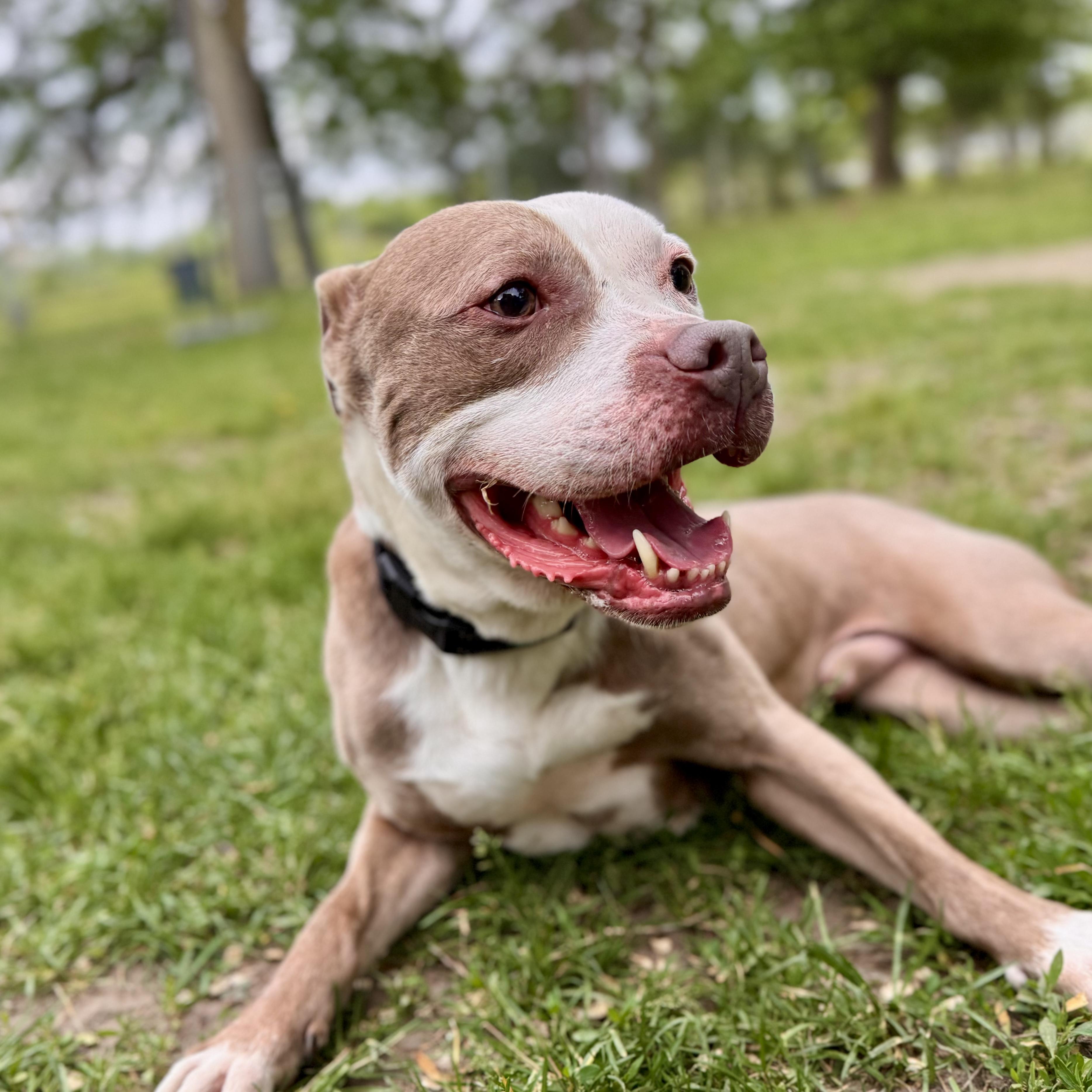 Frank *FOSTER*, a Adoptable Mixed Breed in Midland, MI image 5/5