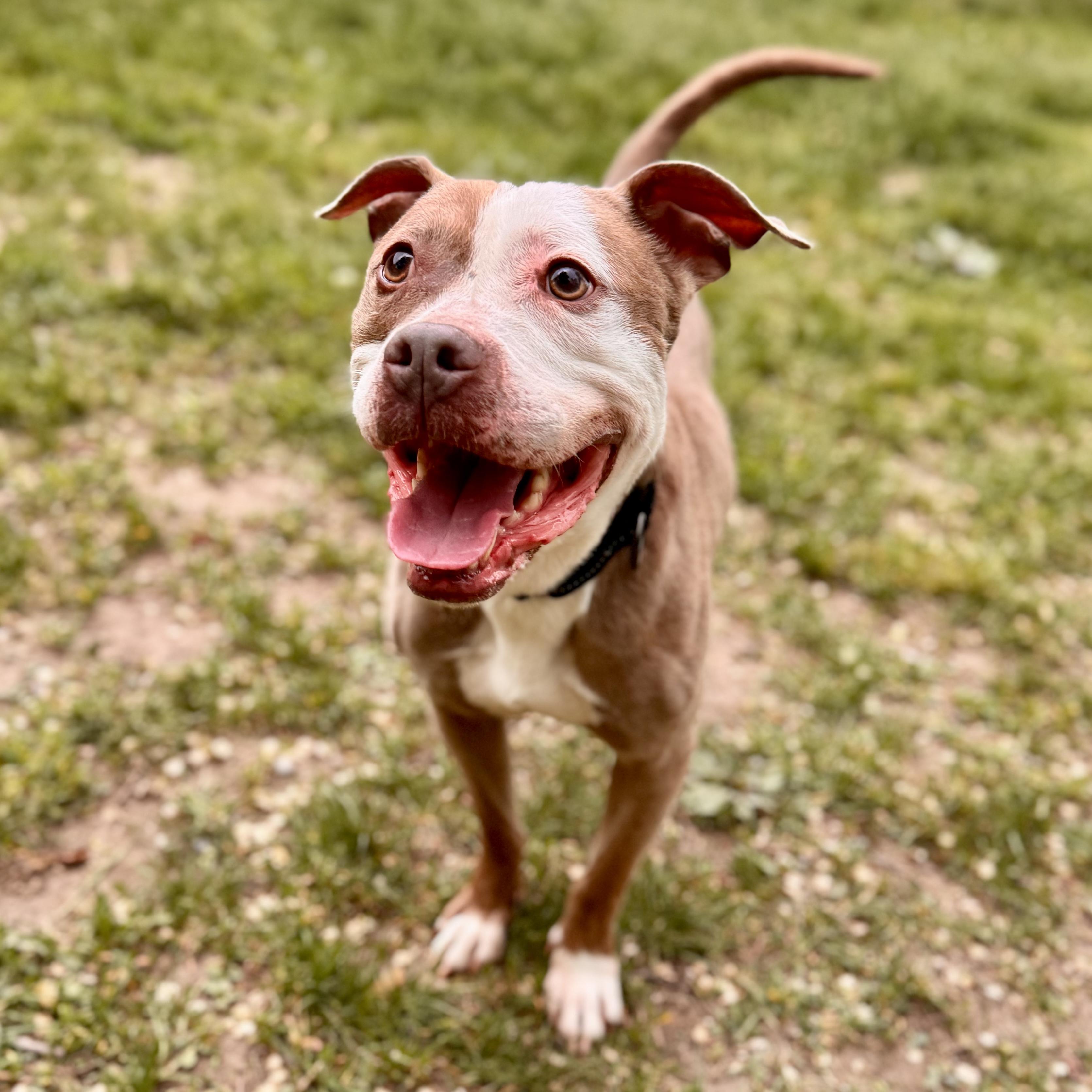 Frank *FOSTER*, a Adoptable Mixed Breed in Midland, MI image 2/5