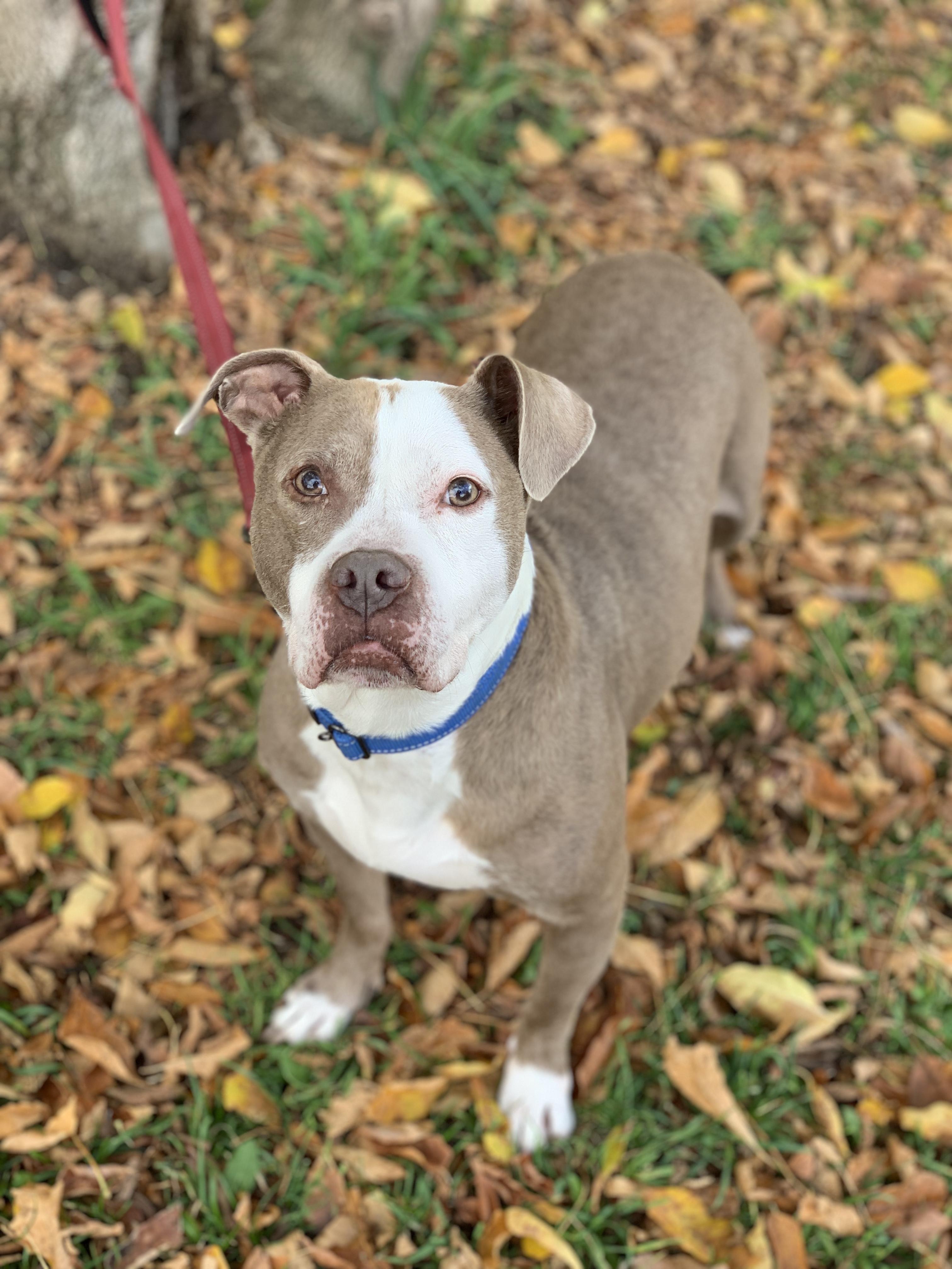 Frank *FOSTER*, a Adoptable Mixed Breed in Midland, MI image 3/5