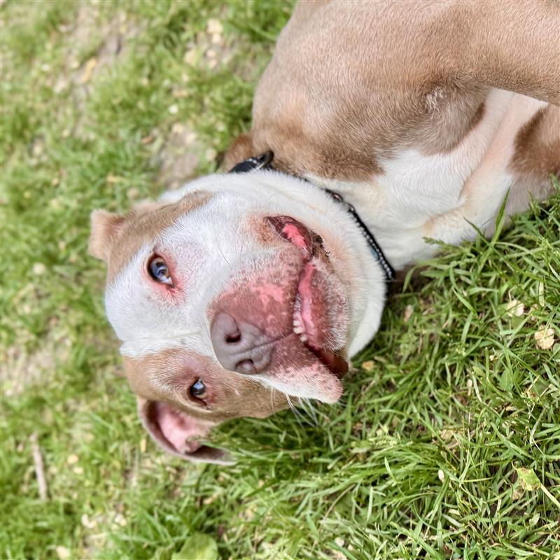 Frank *FOSTER*, a Adoptable Mixed Breed in Midland, MI image 4/5