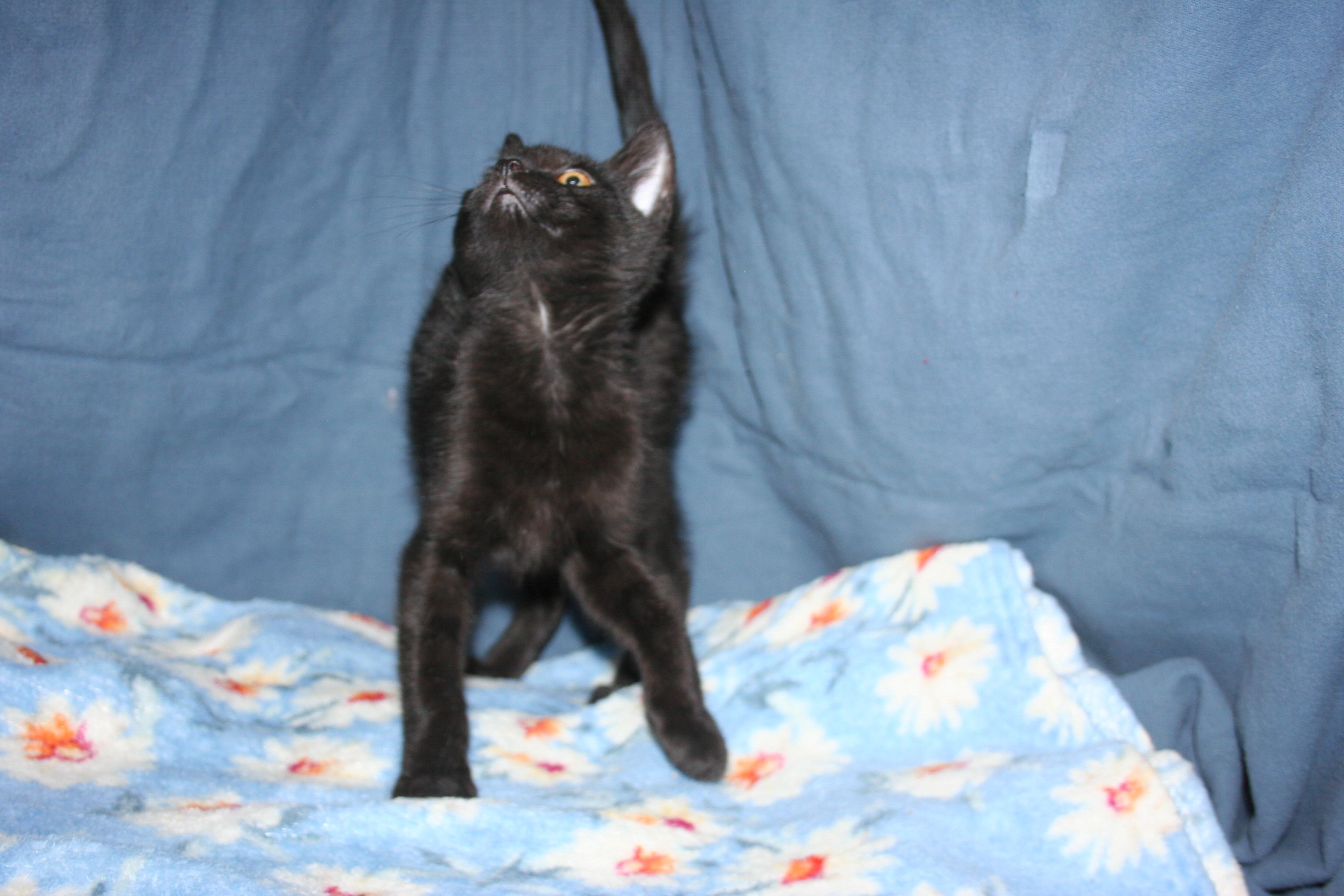 Enlarge Dixie, a Adoptable mixed breed in Howell, MI image 2/4