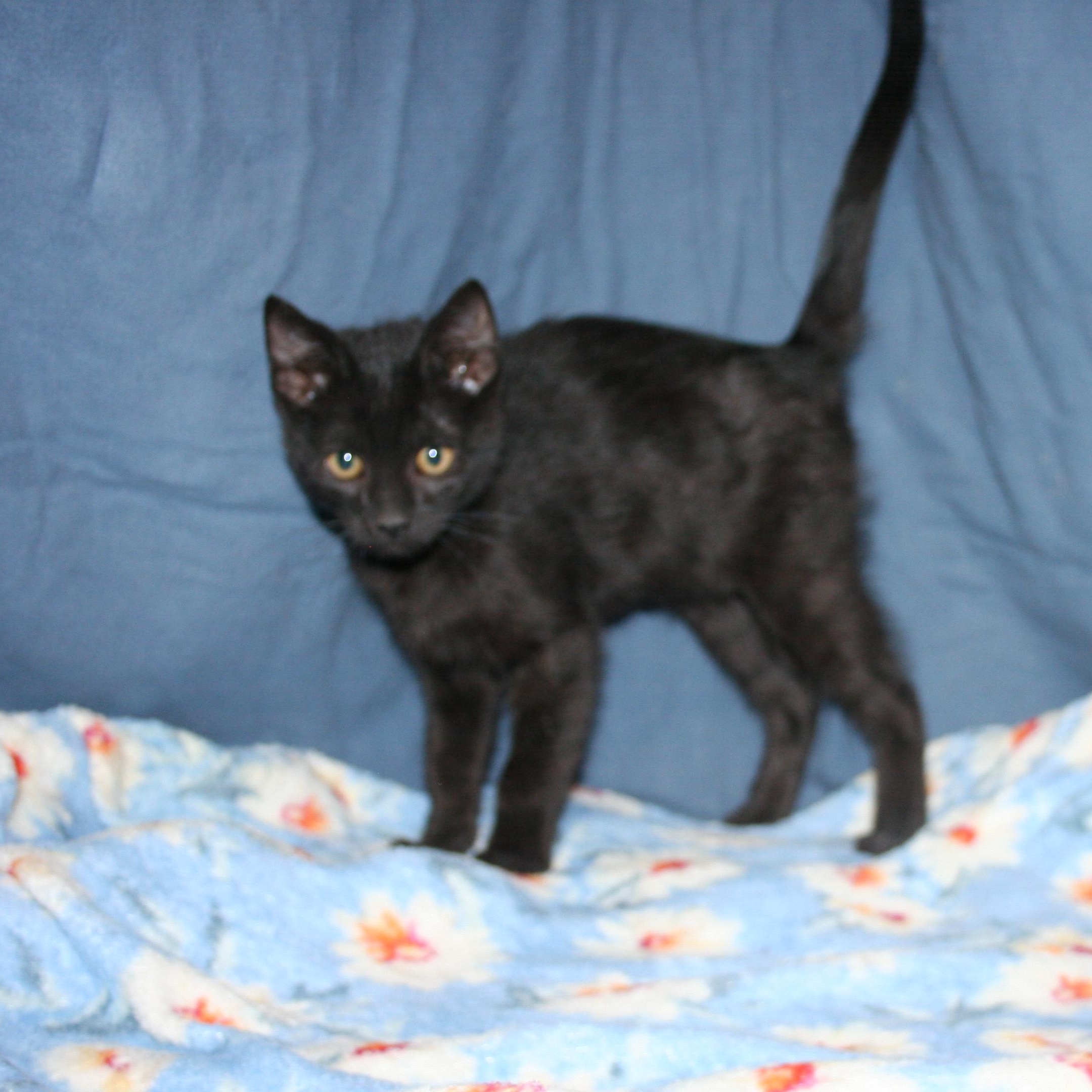 Enlarge Dixie, a Adoptable mixed breed in Howell, MI image 1/4