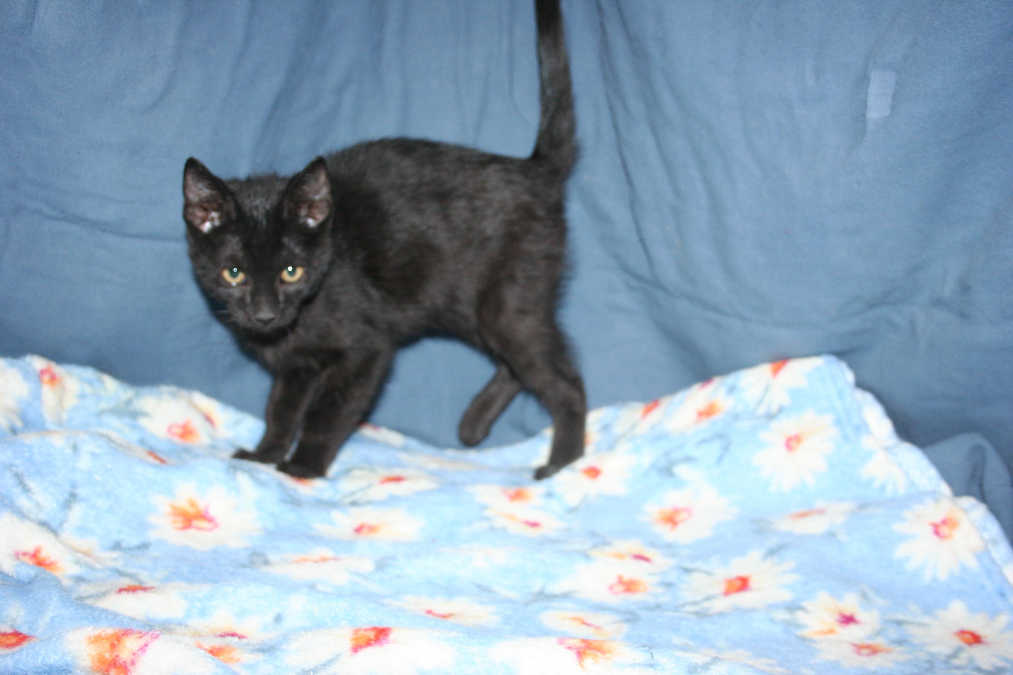 Enlarge Dixie, a Adoptable mixed breed in Howell, MI image 3/4