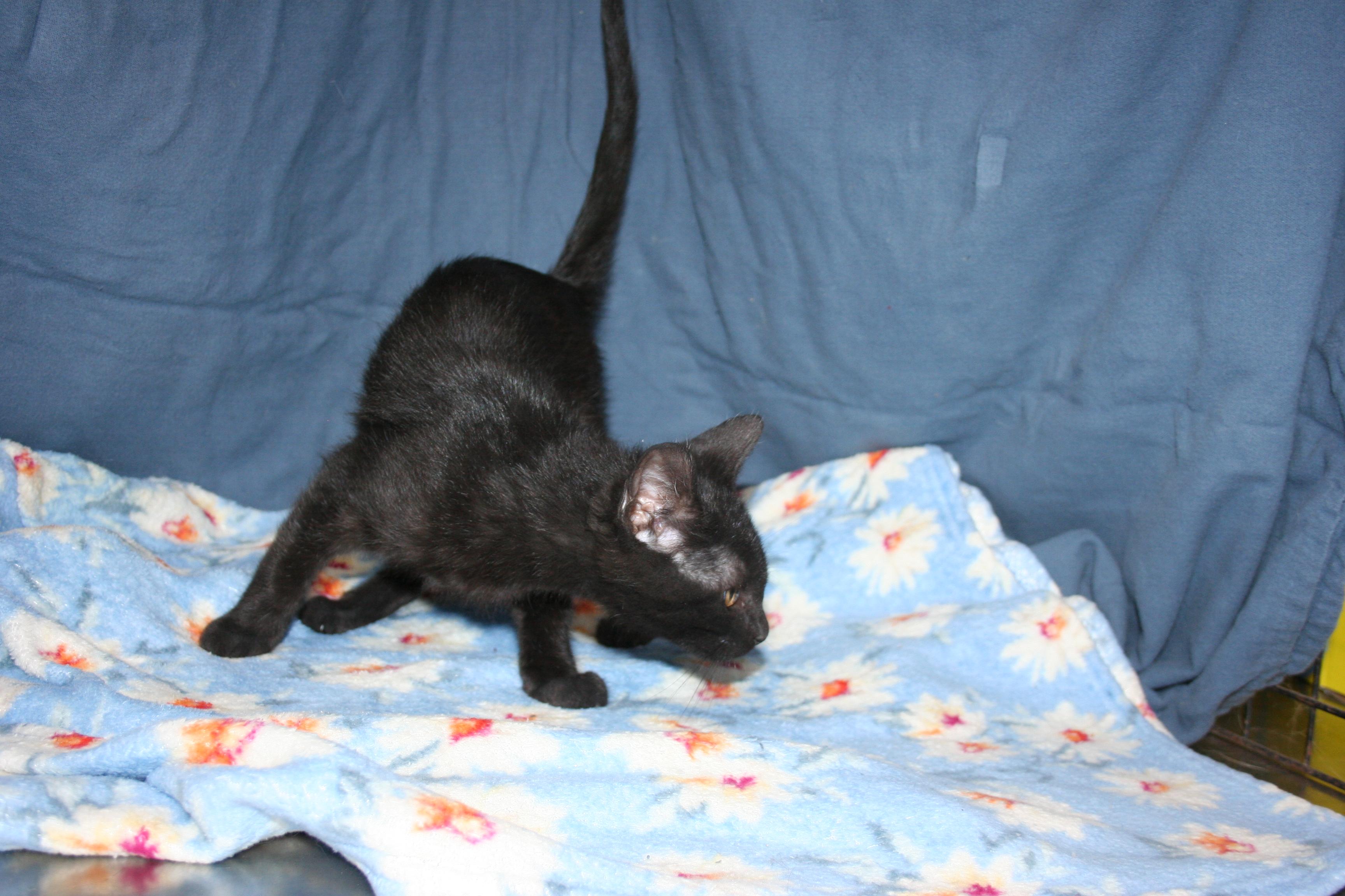 Enlarge Dixie, a Adoptable mixed breed in Howell, MI image 4/4