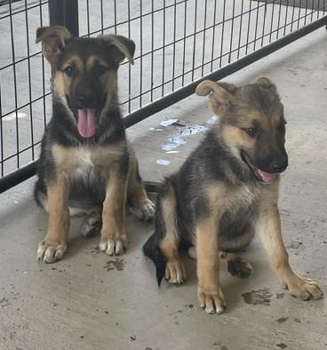 PLUTO (Available Aug 27), adopted, Puppy Male German Shepherd Dog.